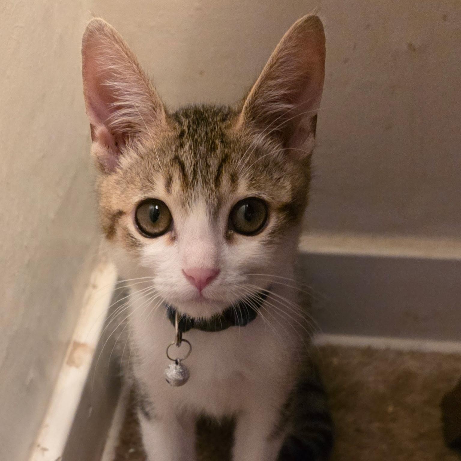 Nugget ( Nancy )