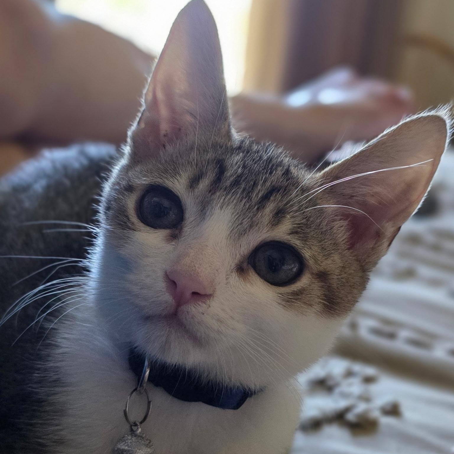 Nugget ( Nancy )