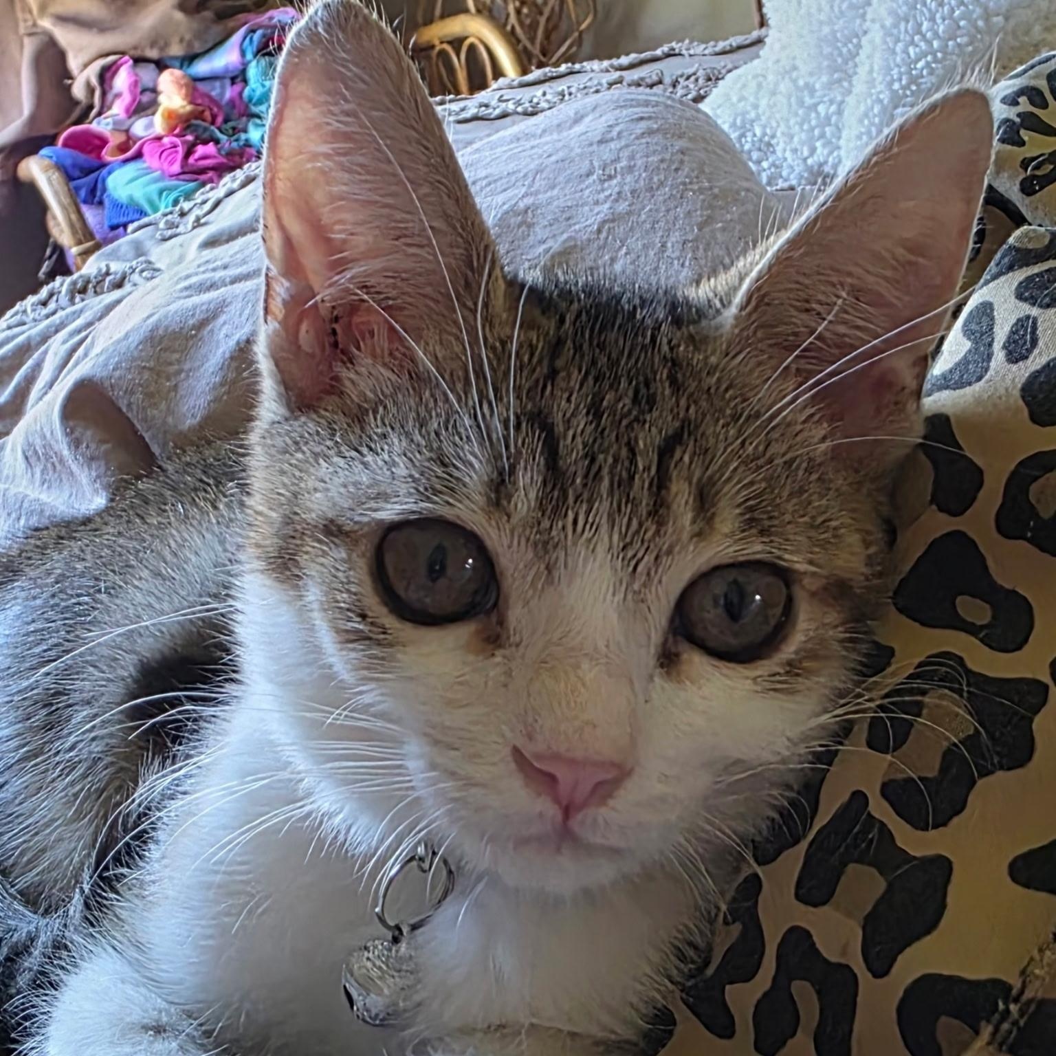 Nugget ( Nancy )