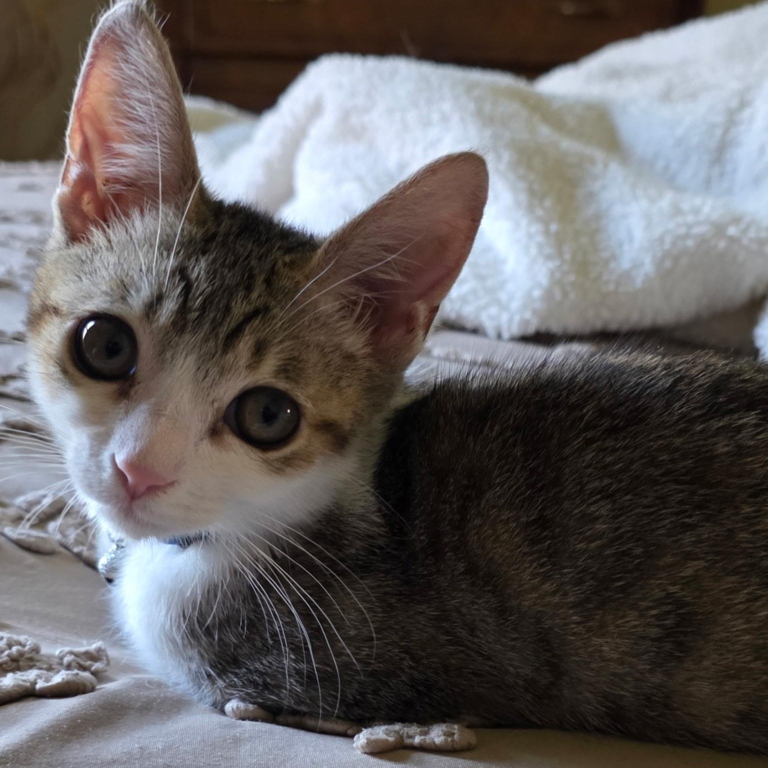 Nugget ( Nancy )