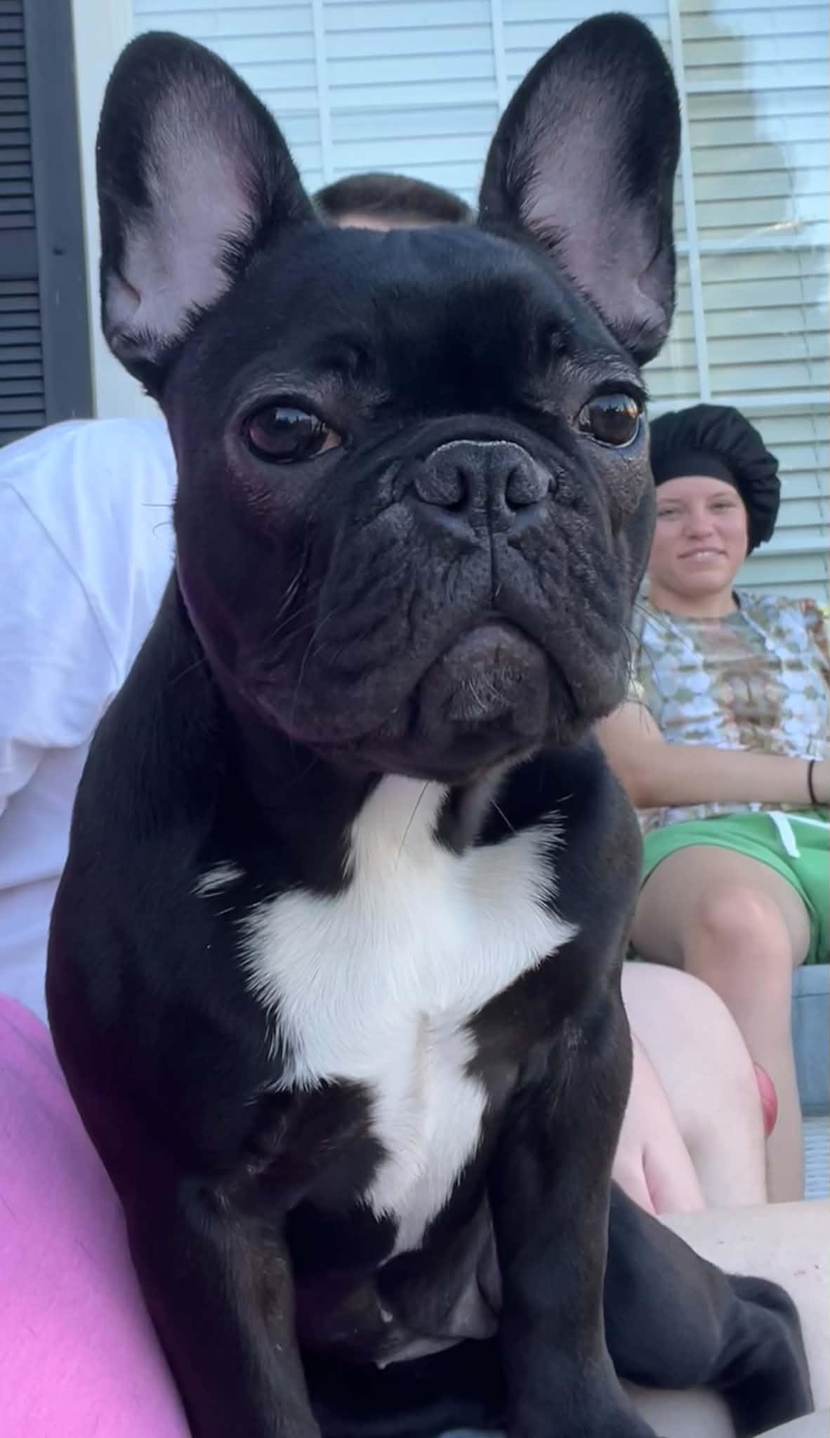 Enlarge Baby Girl, a Adoptable French Bulldog in Roseville, CA image 4/6
