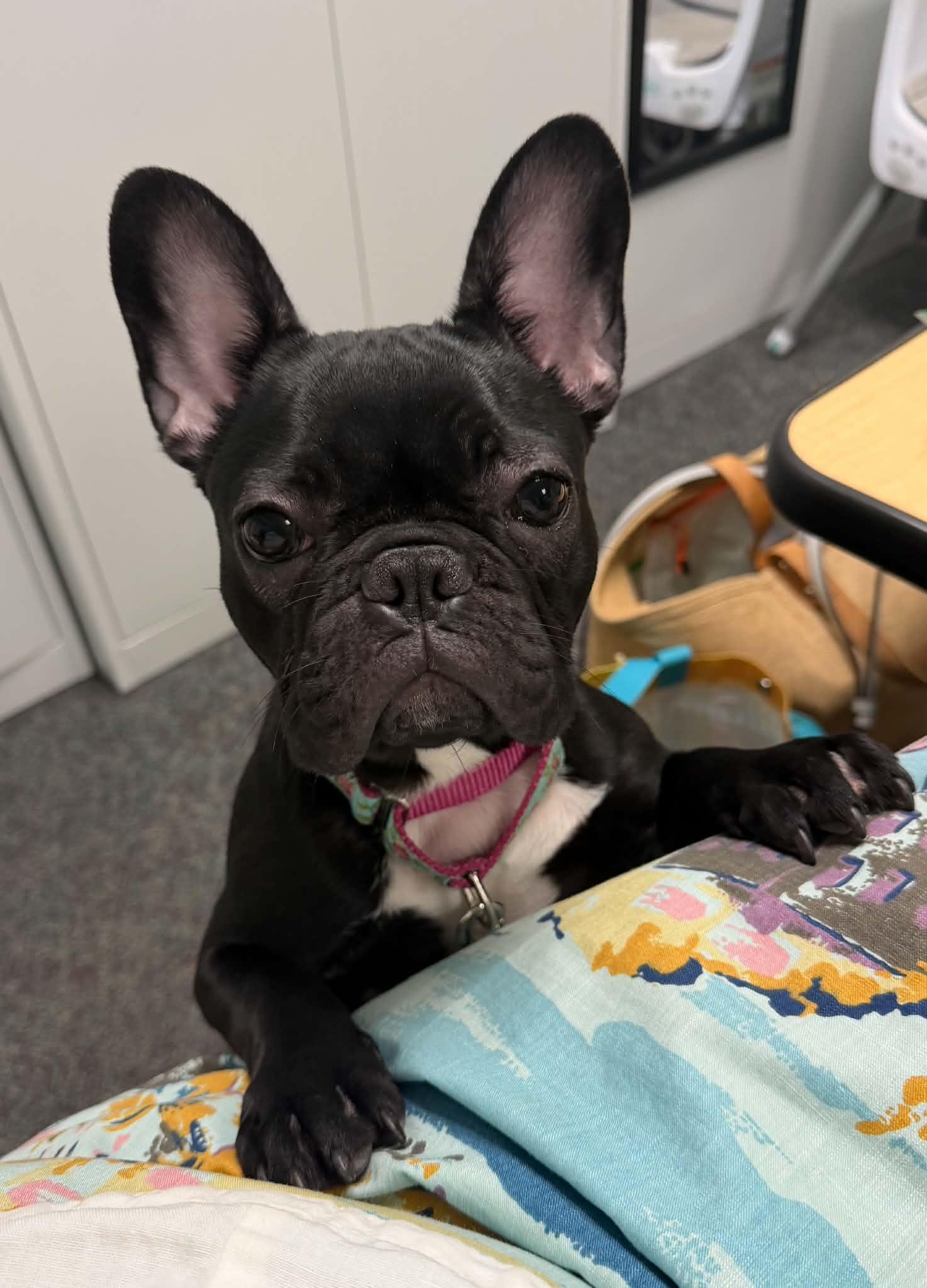 Enlarge Baby Girl, a Adoptable French Bulldog in Roseville, CA image 1/6