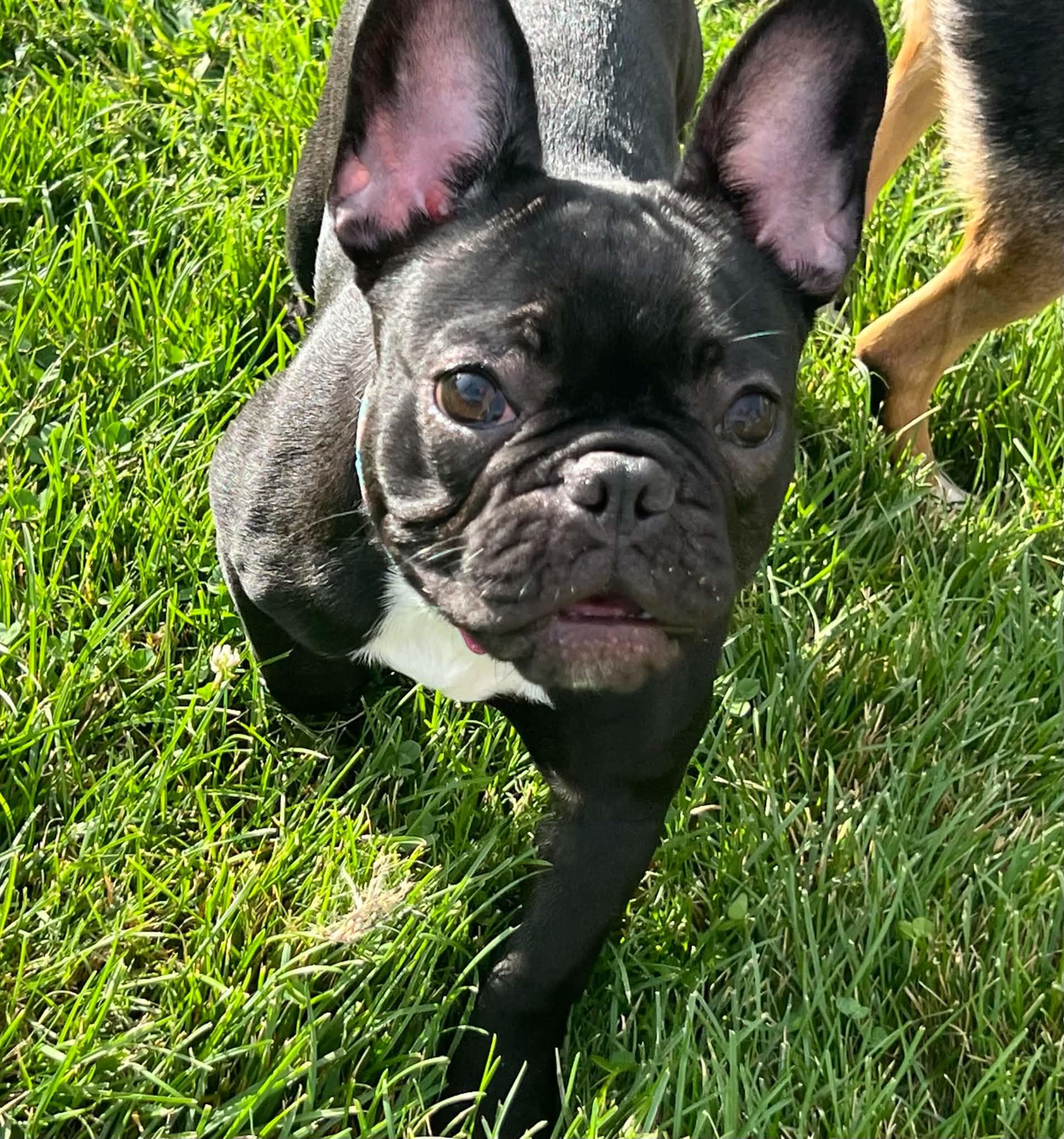 Enlarge Baby Girl, a Adoptable French Bulldog in Roseville, CA image 6/6