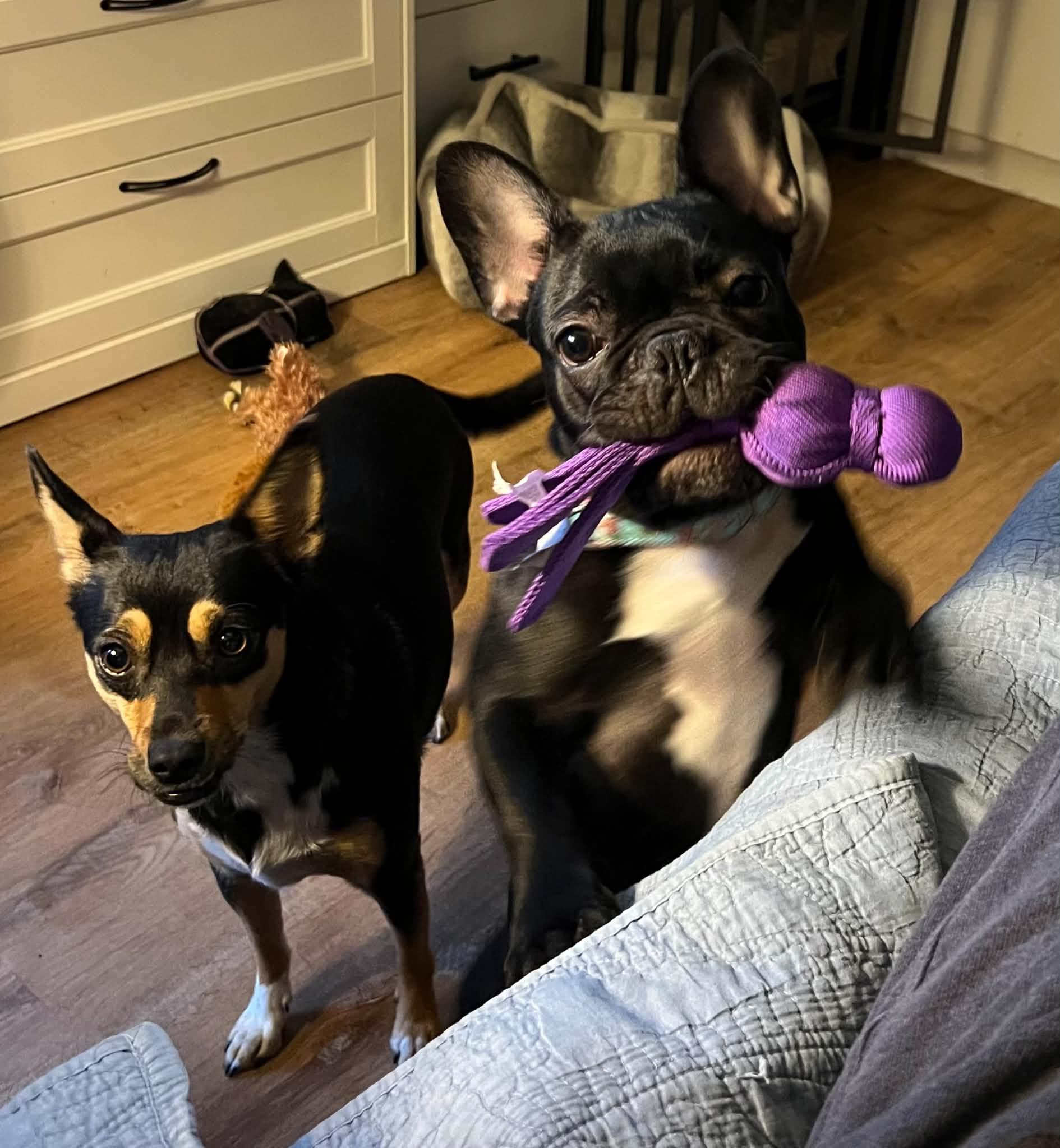 Enlarge Baby Girl, a Adoptable French Bulldog in Roseville, CA image 3/6