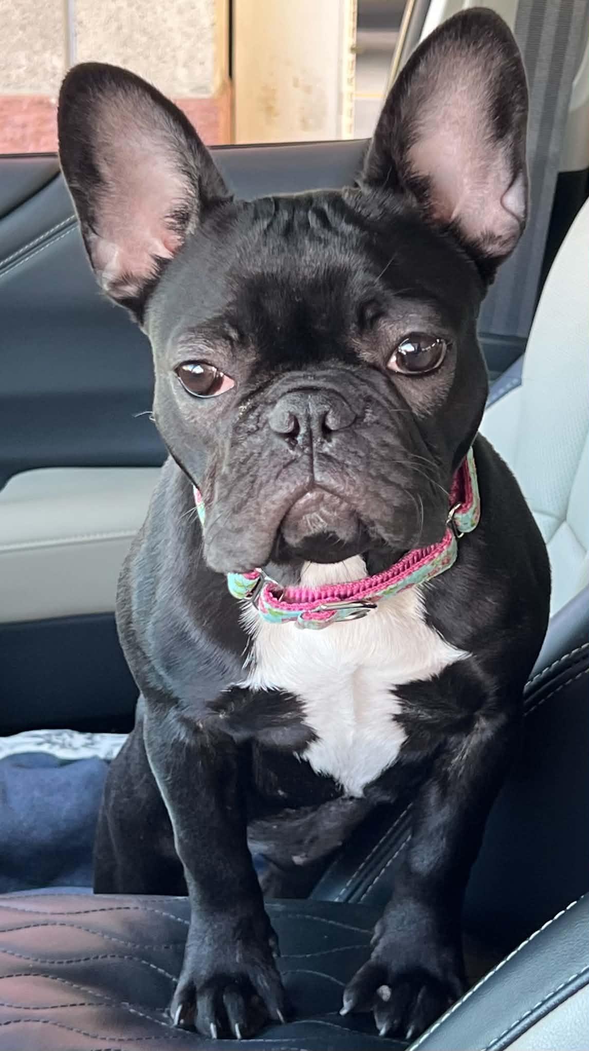Enlarge Baby Girl, a Adoptable French Bulldog in Roseville, CA image 2/6
