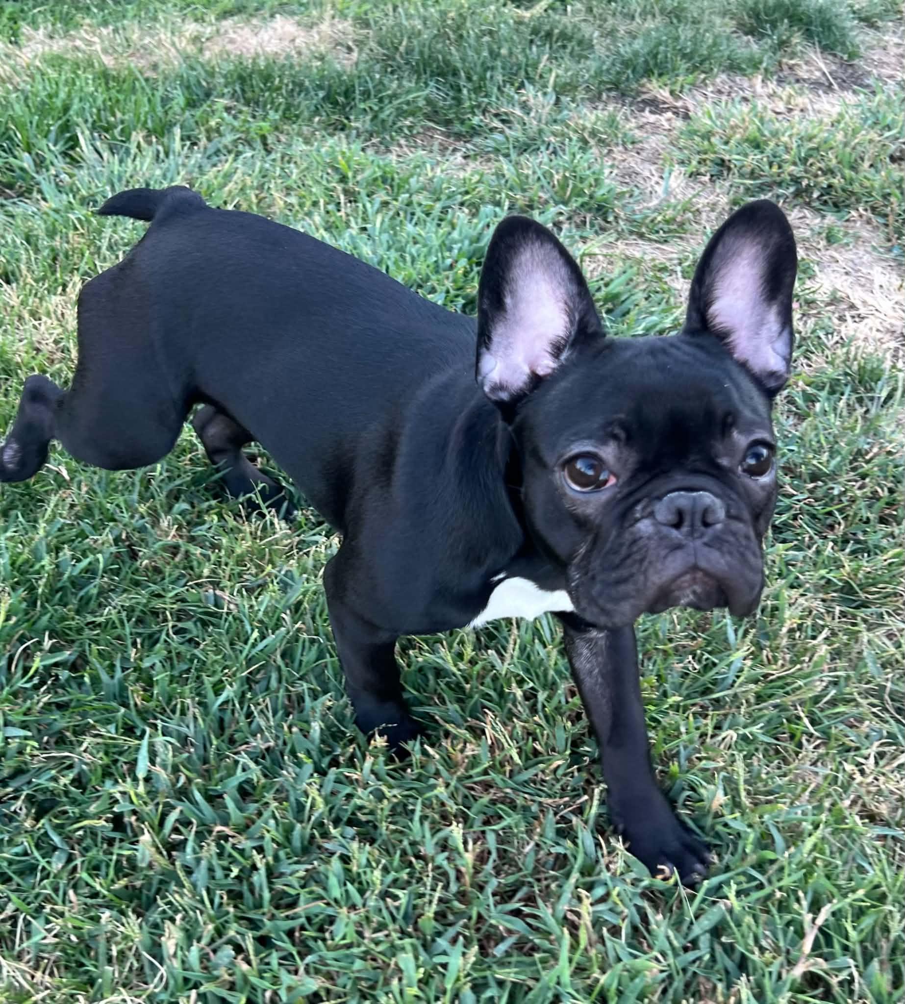 Enlarge Baby Girl, a Adoptable French Bulldog in Roseville, CA image 5/6