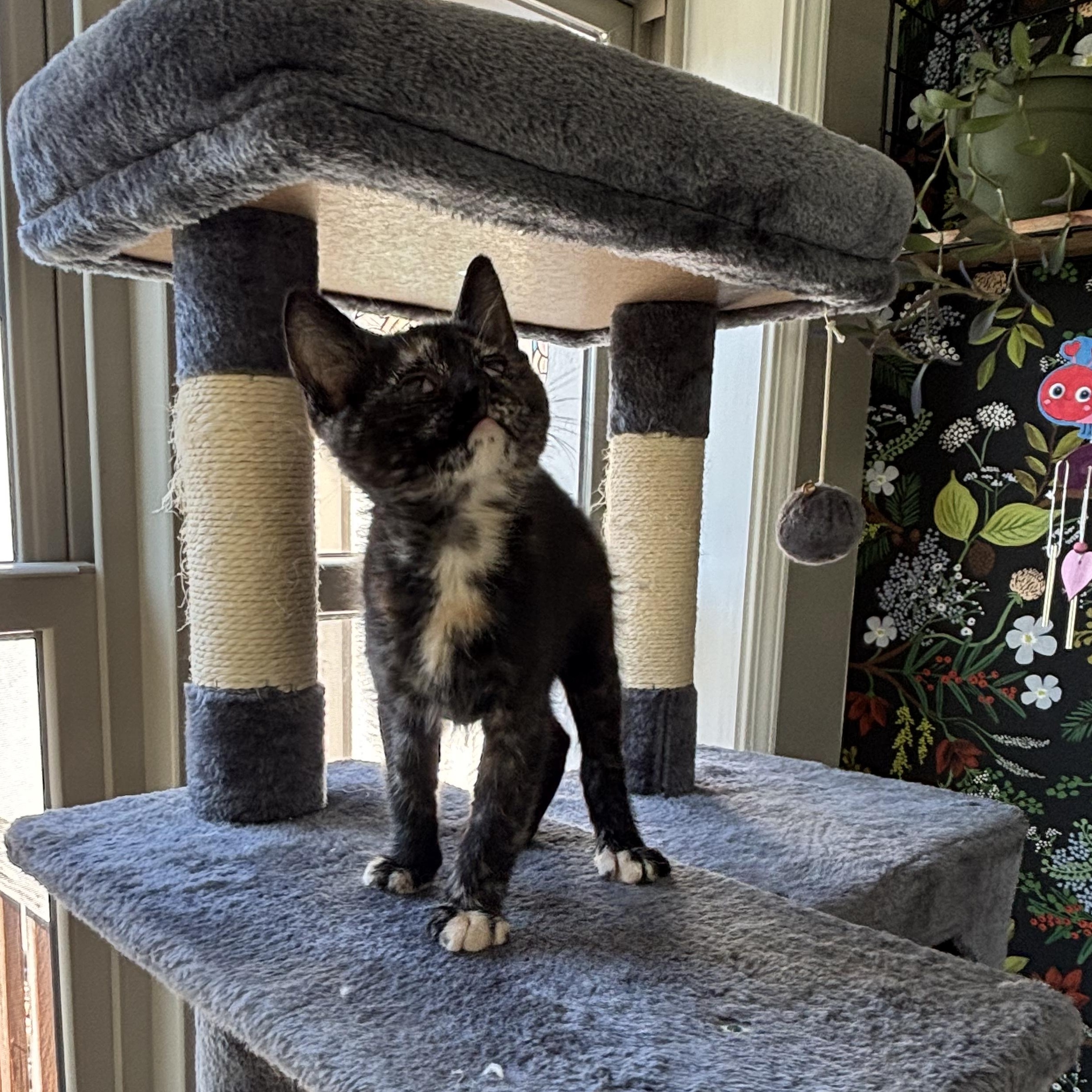 Enlarge Brie, a ADOPTABLE Domestic Short Hair in Joliet, IL image 2/5