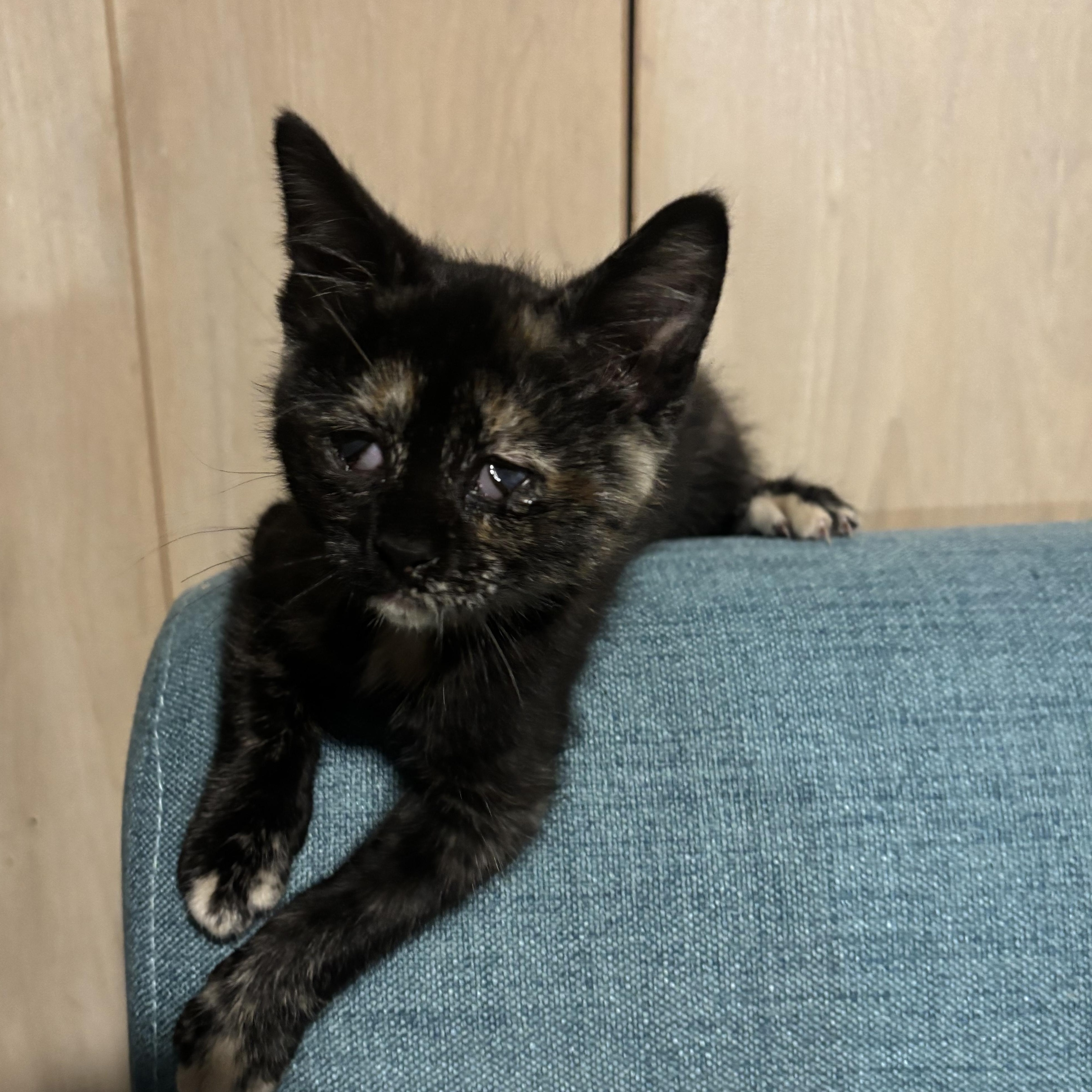 Enlarge Brie, a ADOPTABLE Domestic Short Hair in Joliet, IL image 5/5