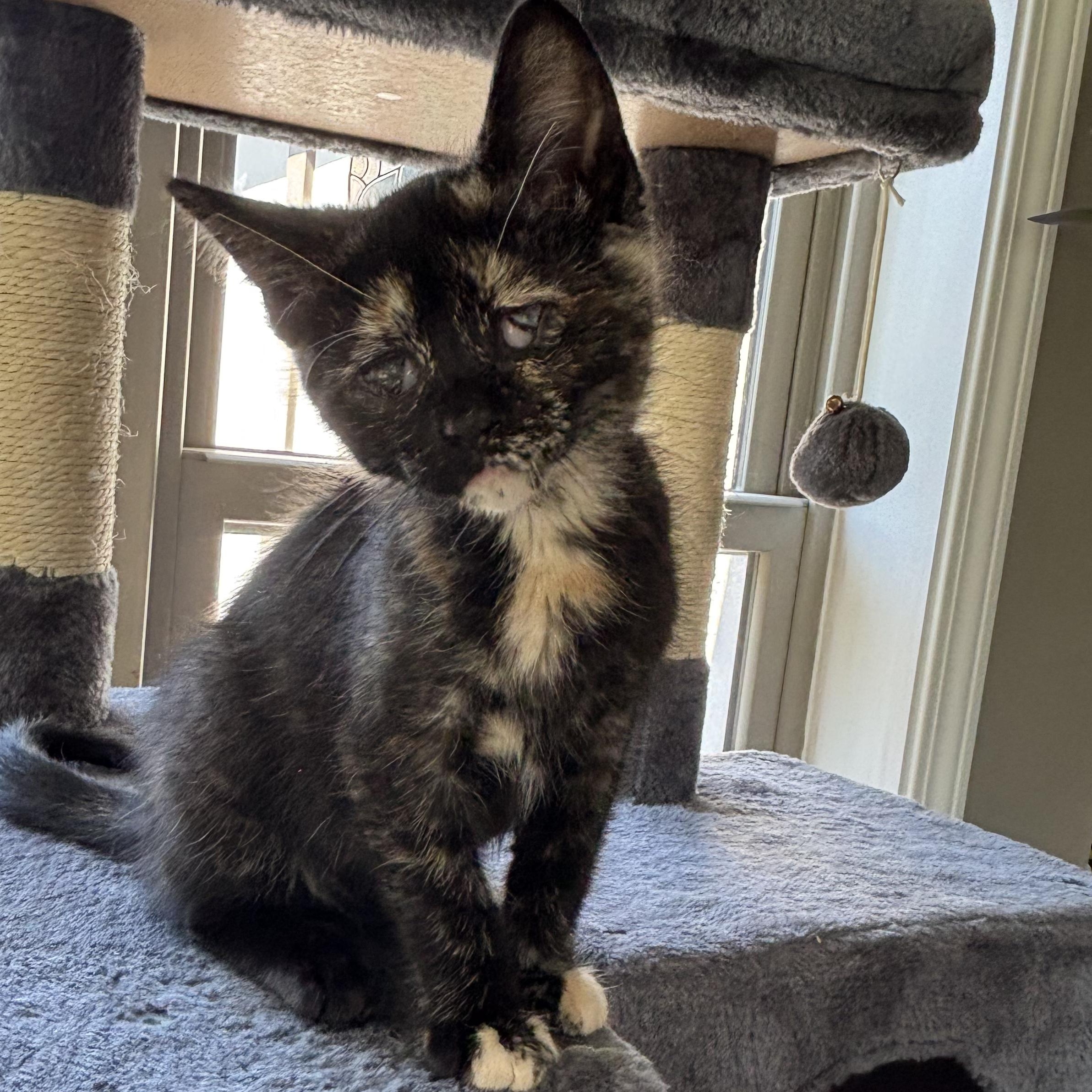 Brie, ADOPTABLE, Kitten Female Domestic Short Hair.