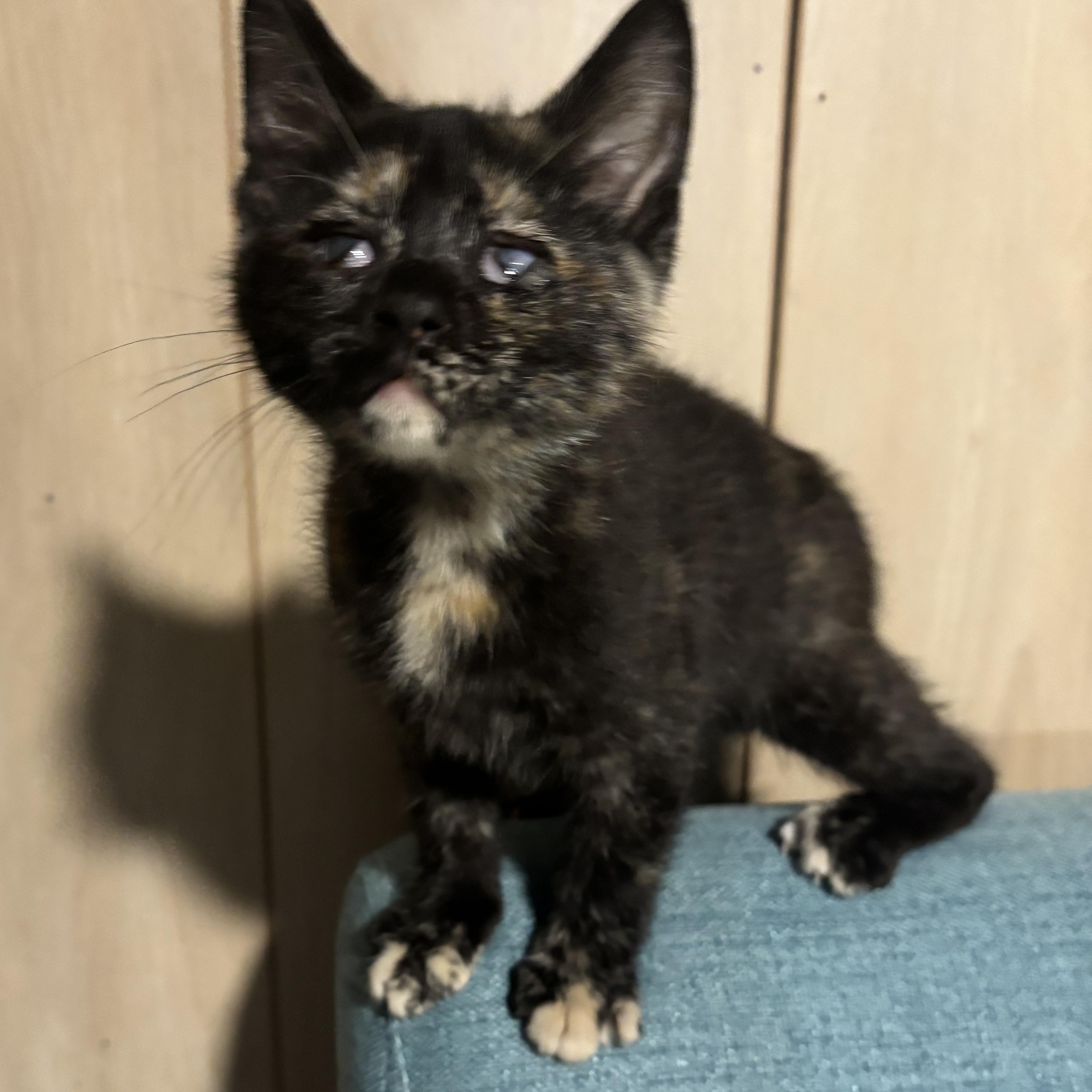 Enlarge Brie, a ADOPTABLE Domestic Short Hair in Joliet, IL image 4/5