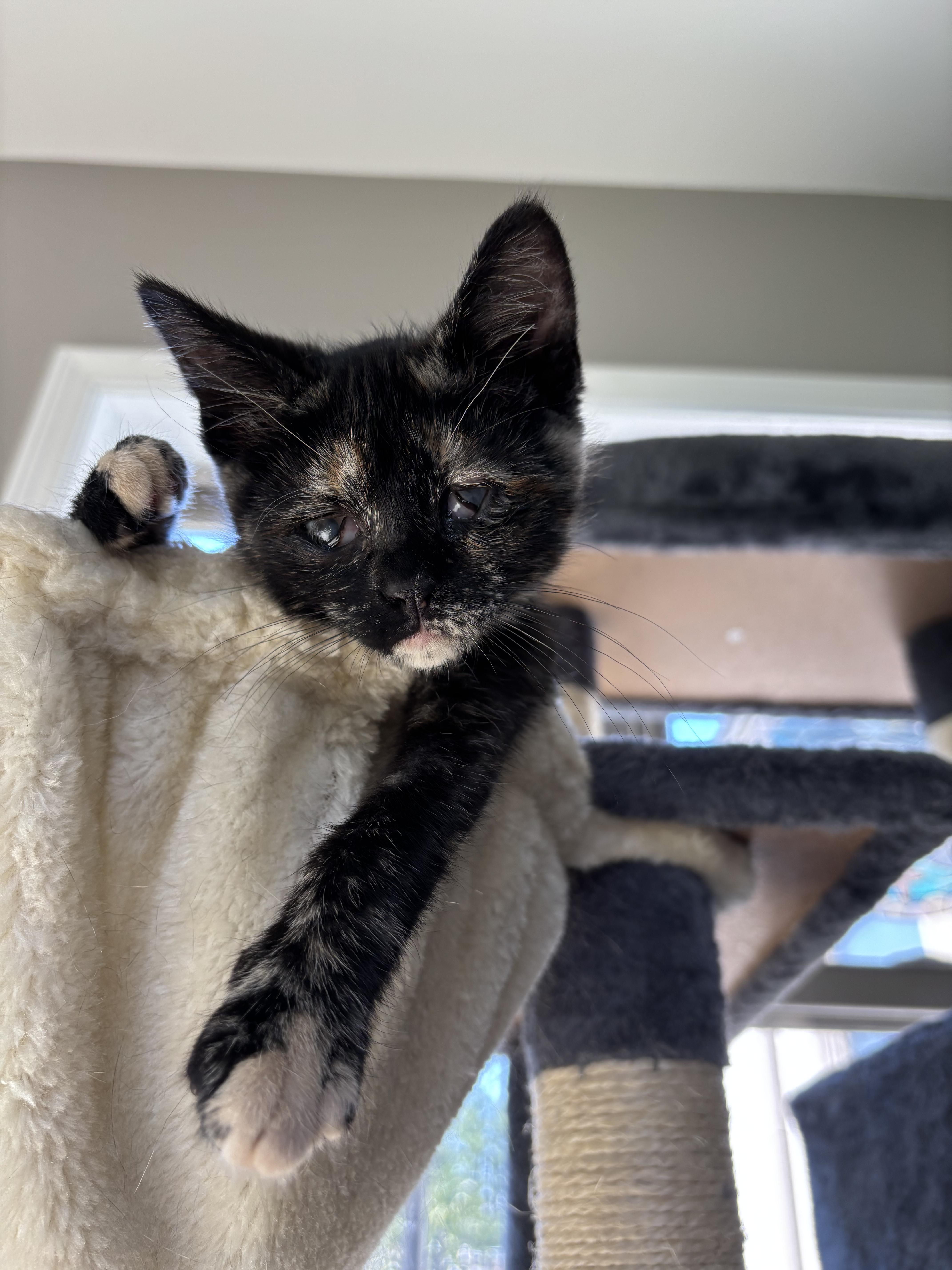 Enlarge Brie, a ADOPTABLE Domestic Short Hair in Joliet, IL image 3/5