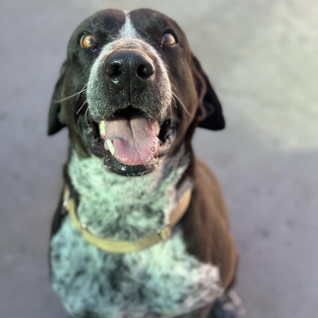 Blue, Adoptable, Adult Male Hound & Border Collie.