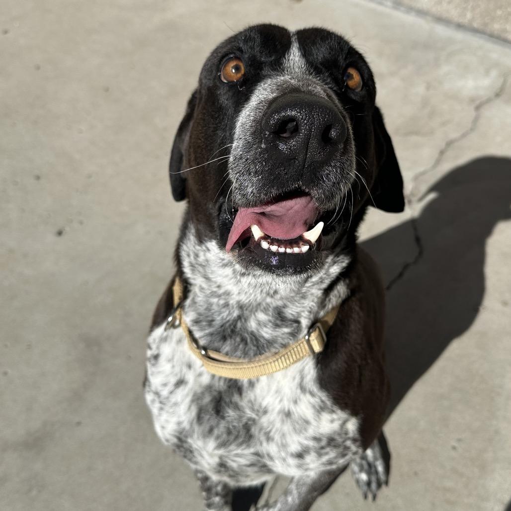 Enlarge Blue, a Adoptable mixed breed in Durango, CO image 2/6