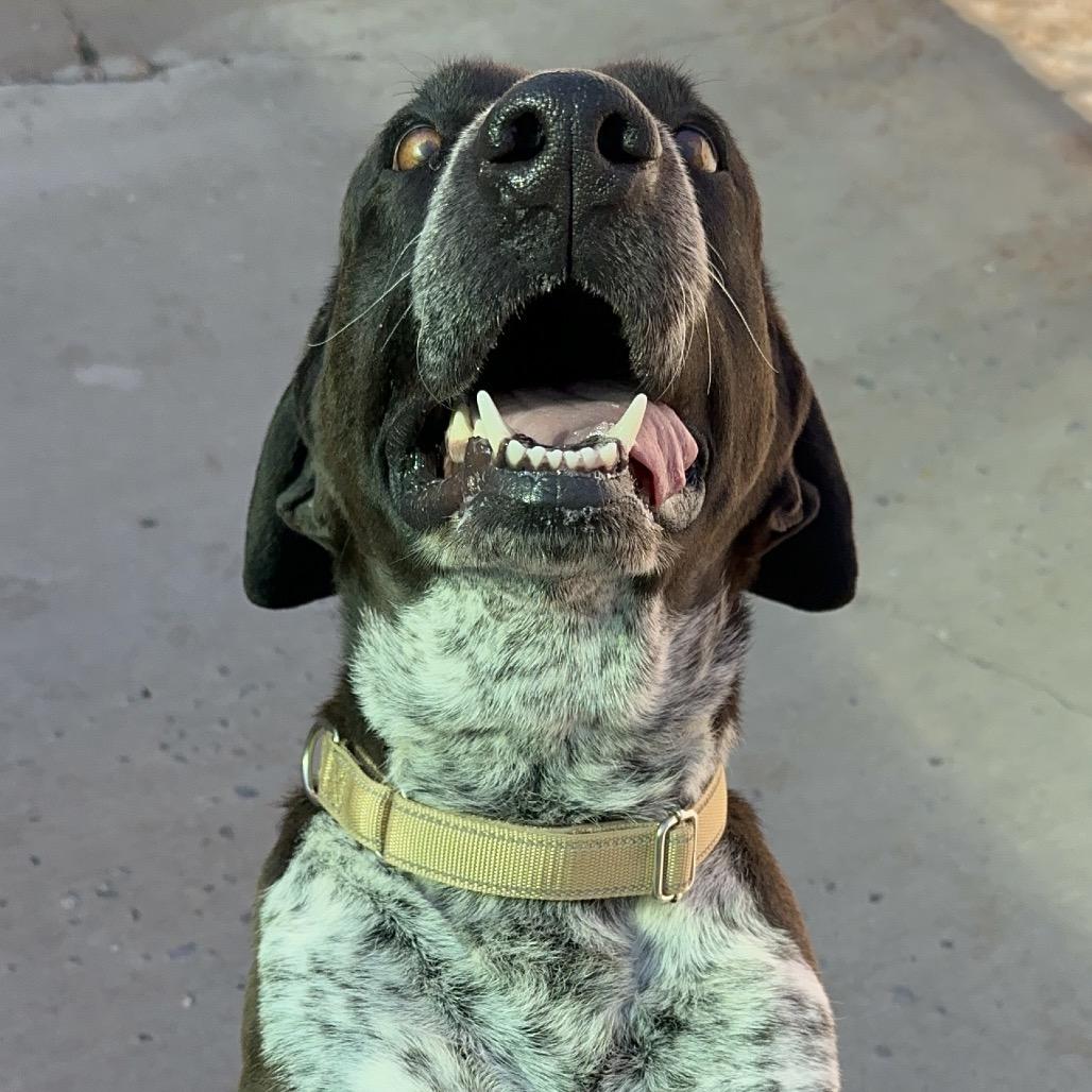 Enlarge Blue, a Adoptable mixed breed in Durango, CO image 3/6