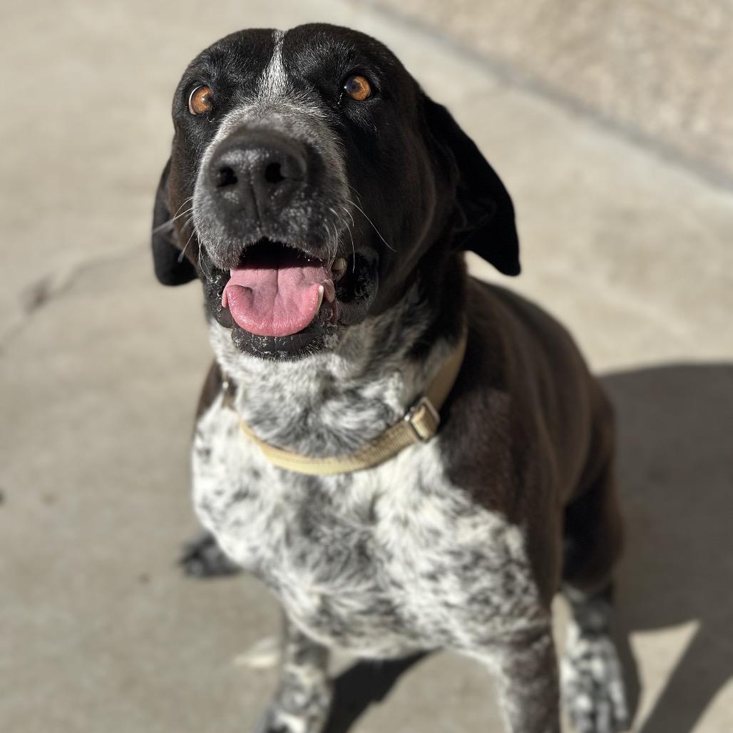 Enlarge Blue, a Adoptable mixed breed in Durango, CO image 4/6