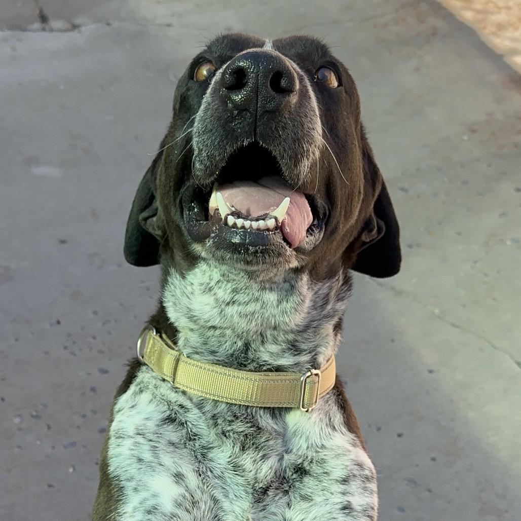 Enlarge Blue, a Adoptable mixed breed in Durango, CO image 5/6