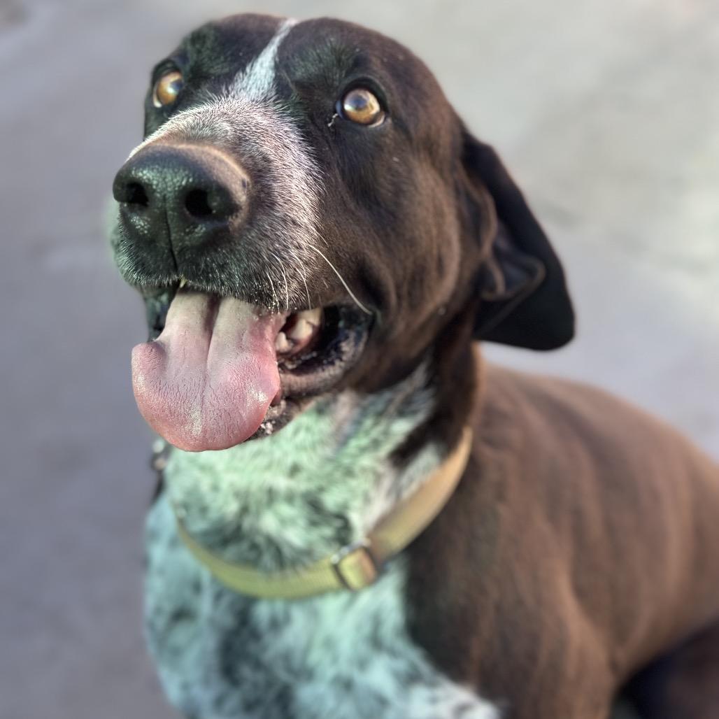 Enlarge Blue, a Adoptable mixed breed in Durango, CO image 6/6