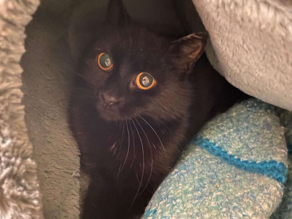 Evilla, Adoptable, Adult Female Domestic Short Hair.