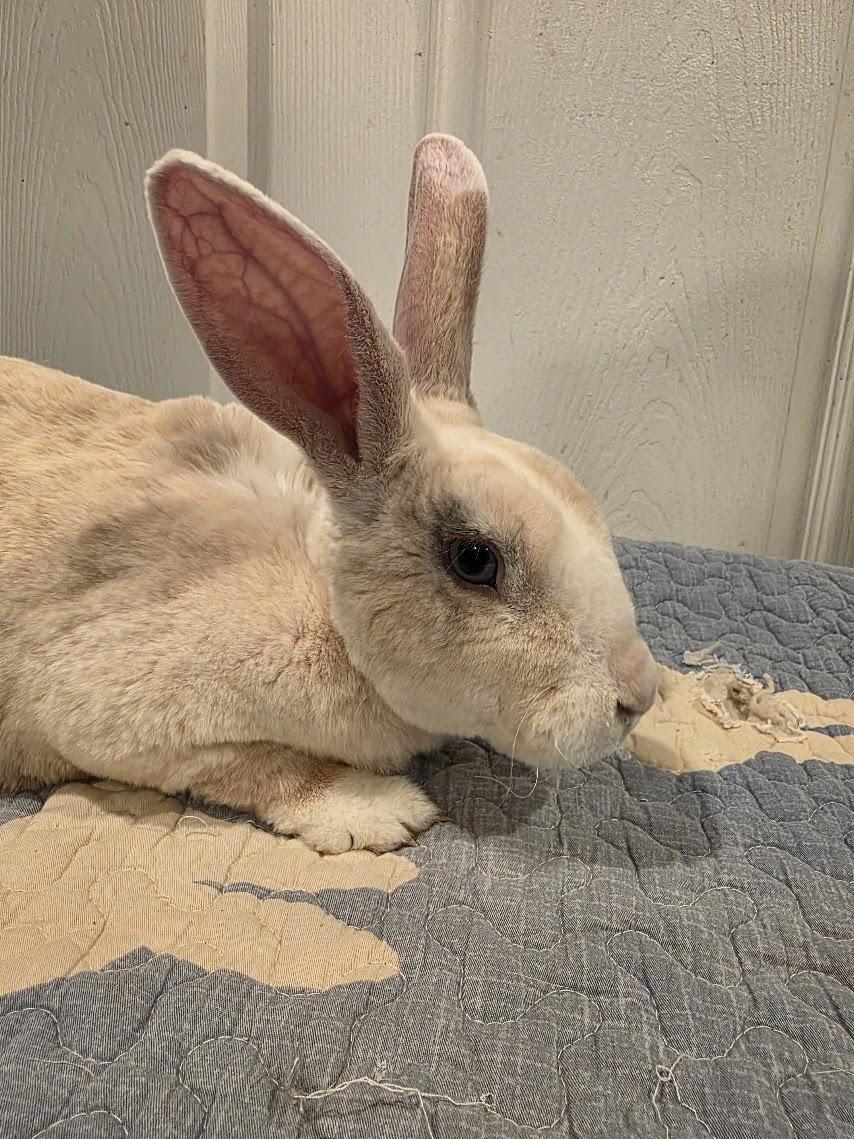 Javi, Adoptable, Adult Male Rex.