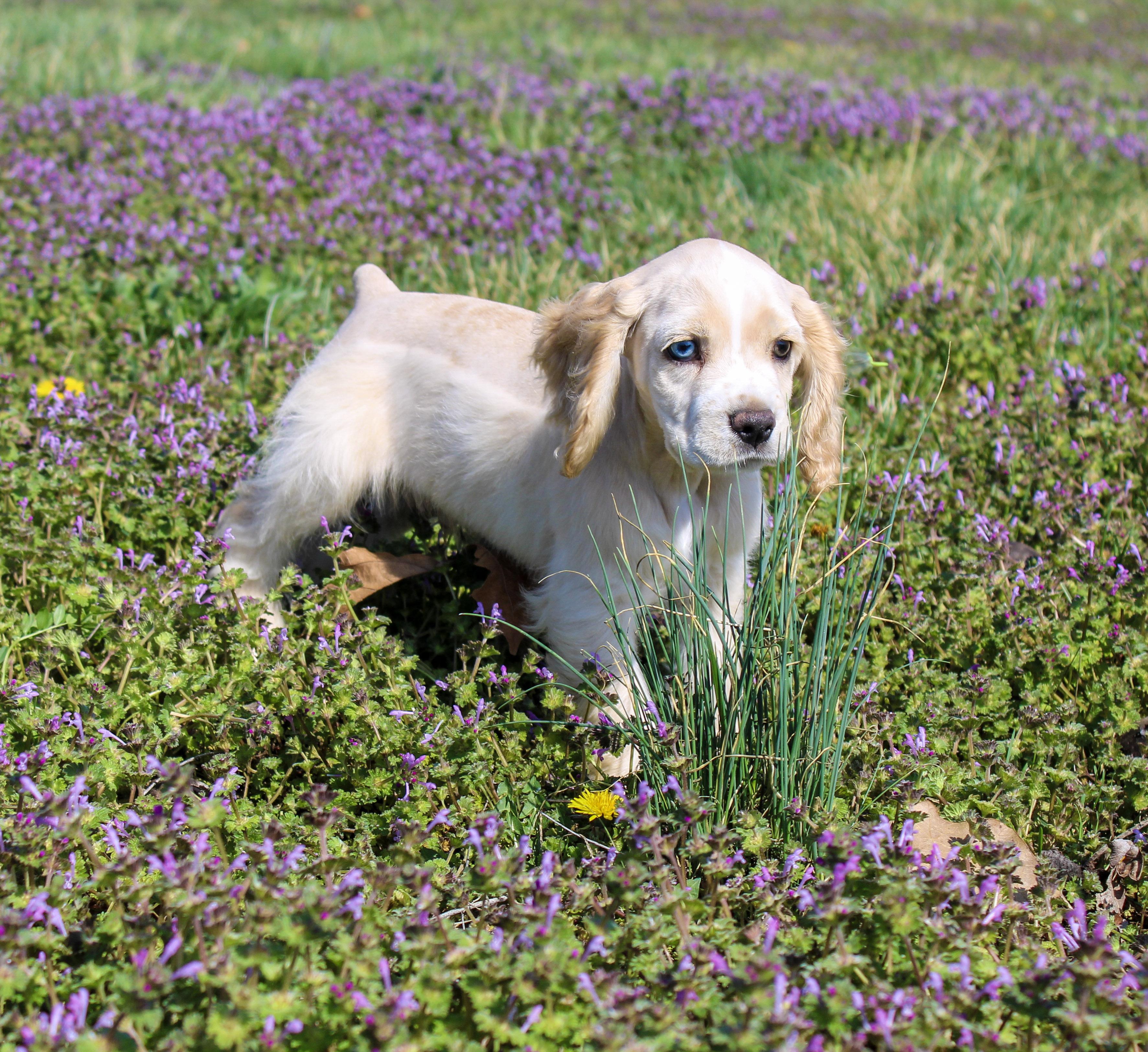 Bo, ADOPTABLE, Young Male Cocker Spaniel.