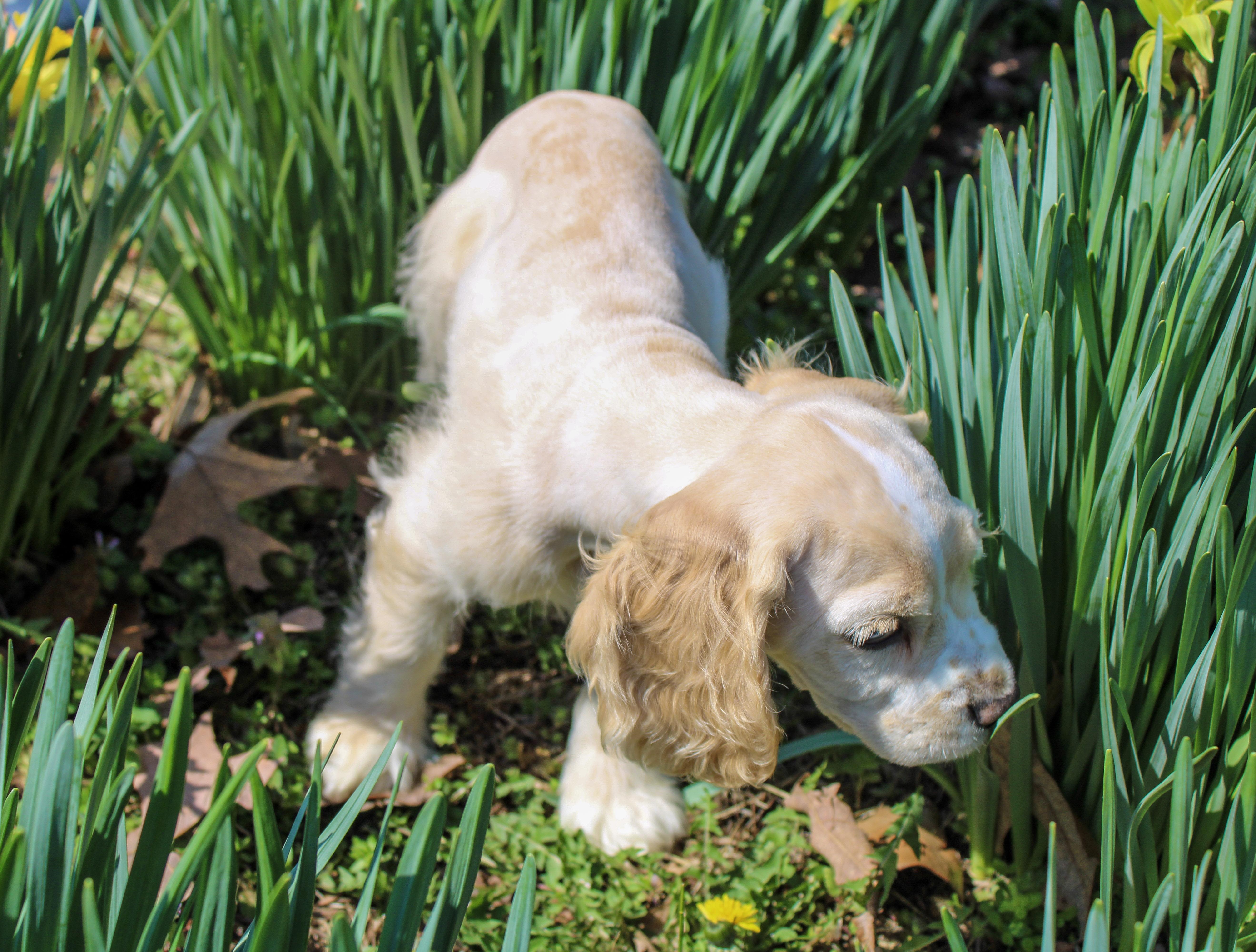 Enlarge Bo, a ADOPTABLE Cocker Spaniel in Neosho, MO image 3/3