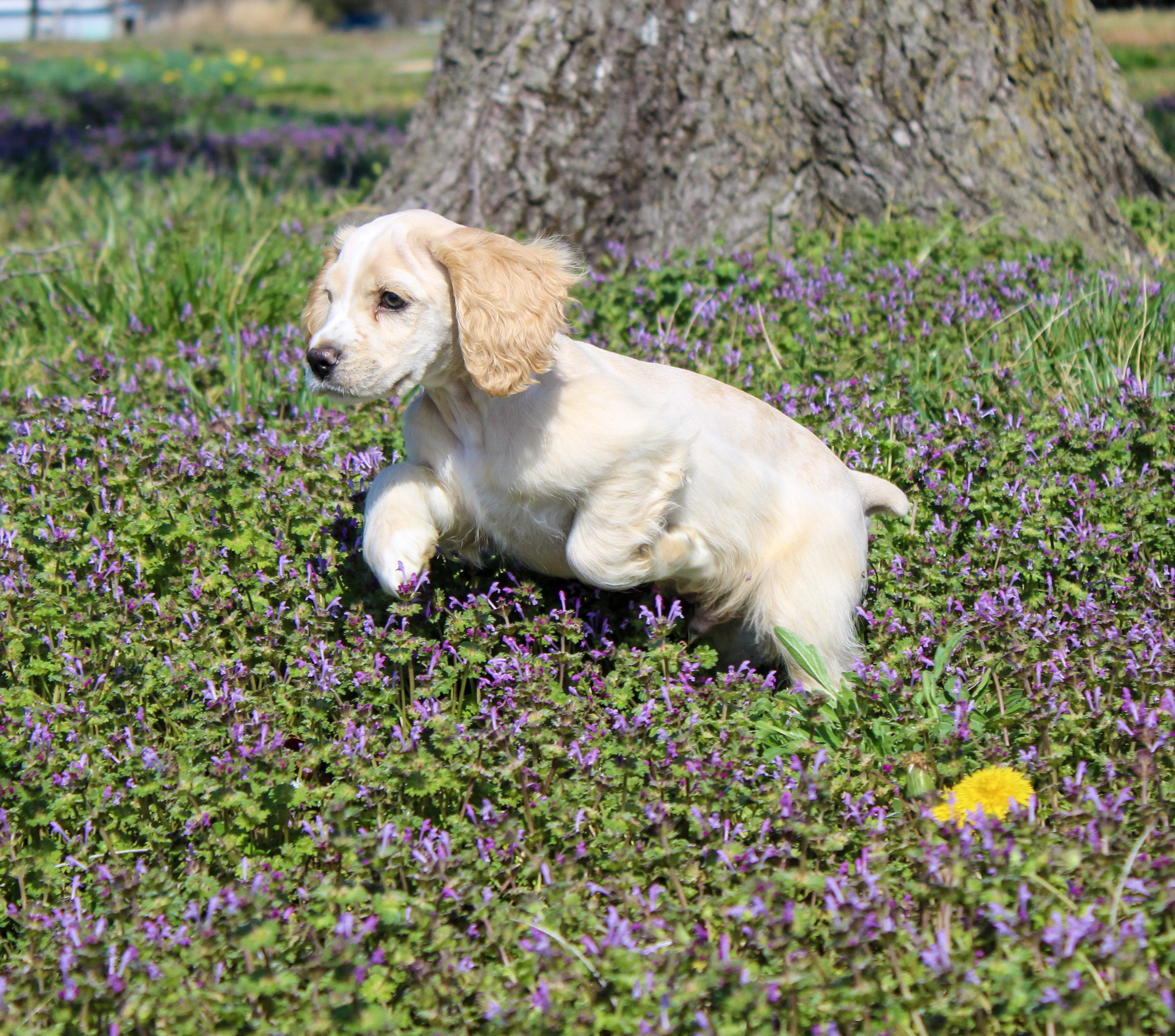 Enlarge Bo, a ADOPTABLE Cocker Spaniel in Neosho, MO image 2/3