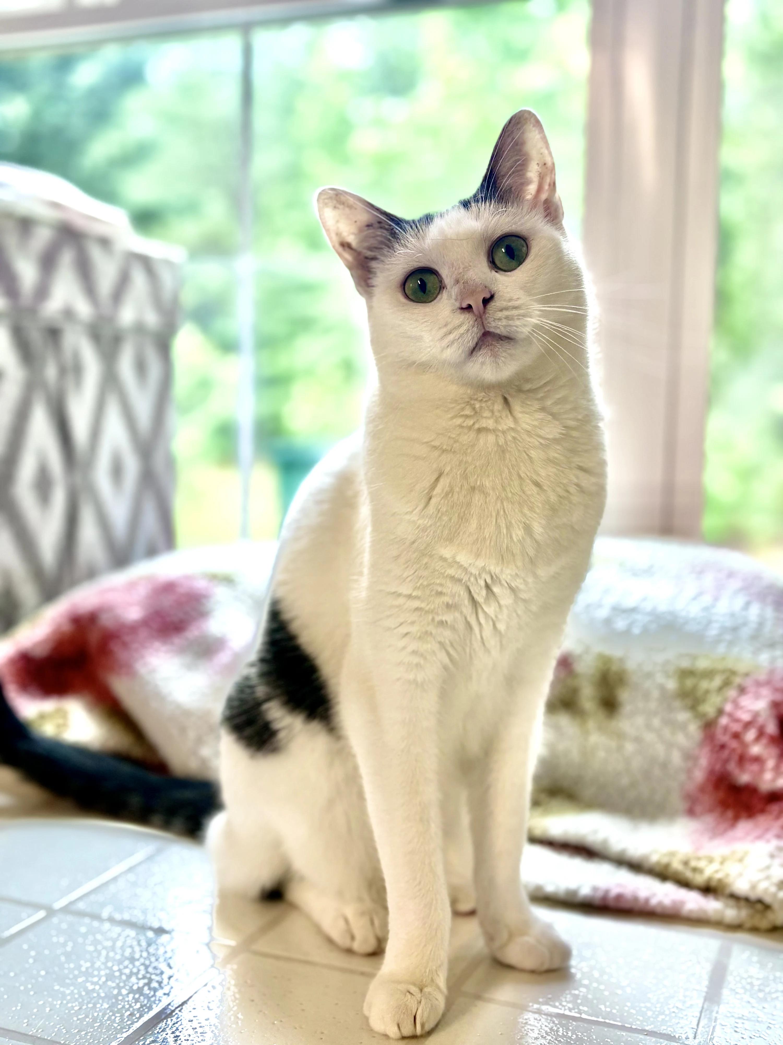 Sugar, Adult Female Domestic Short Hair