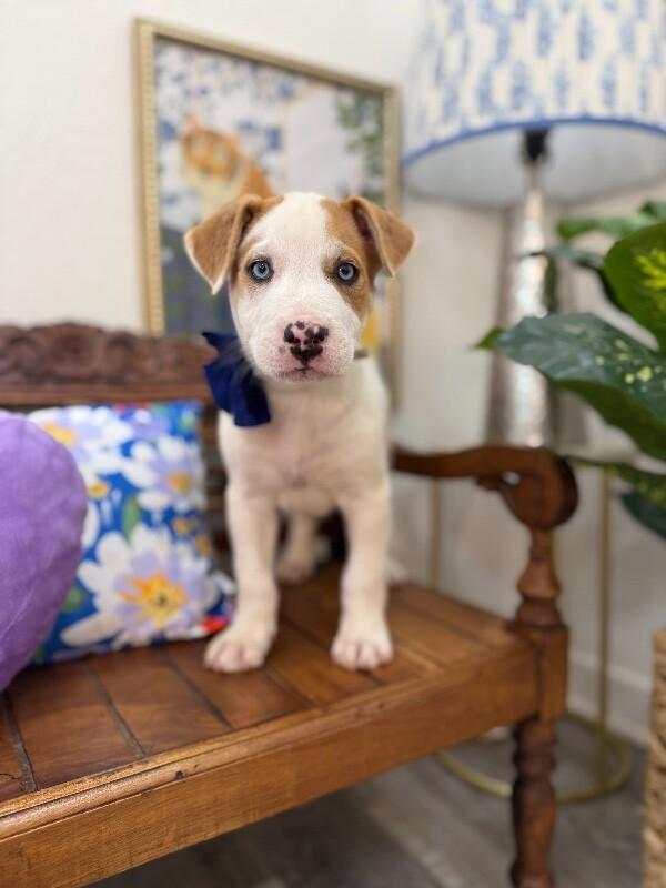 Walter White — thumbnail 4