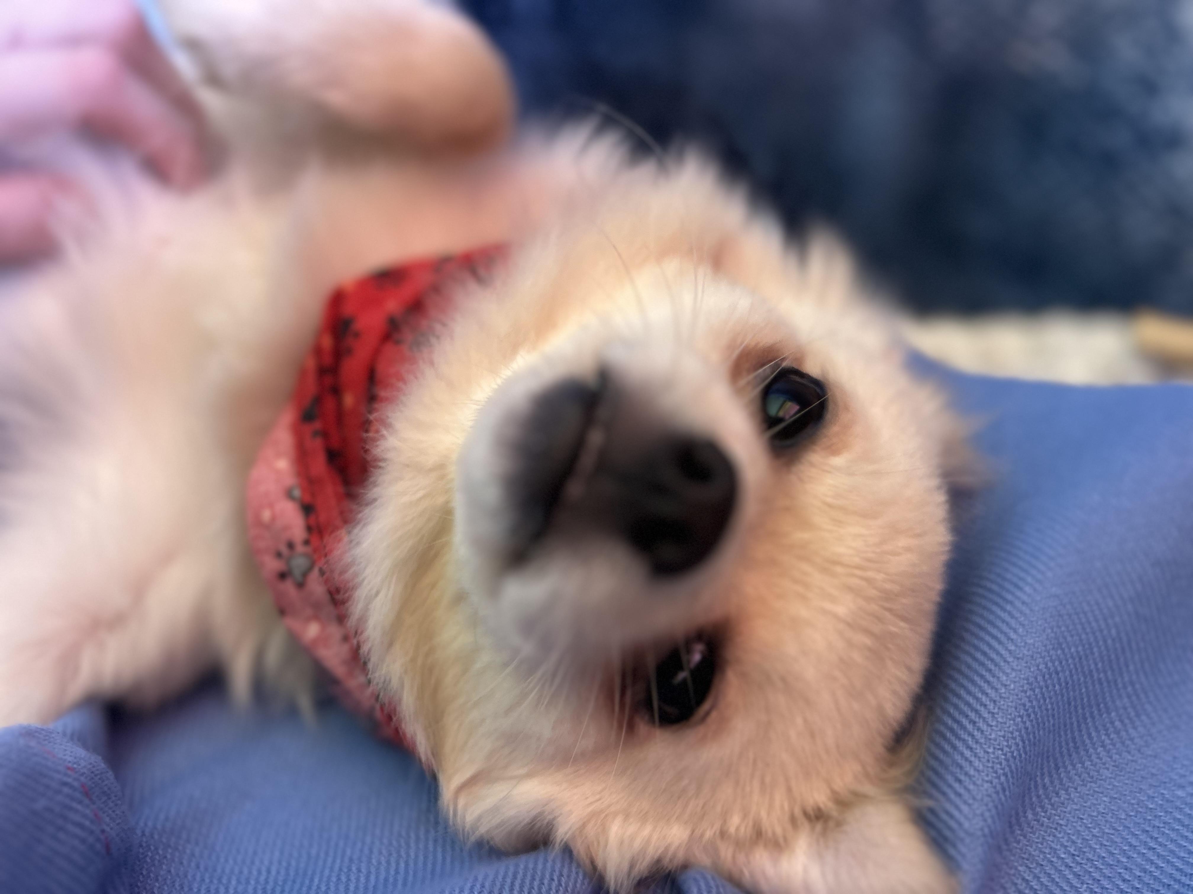 Edward, an adopted Chihuahua in Madison Heights, MI image 2/4