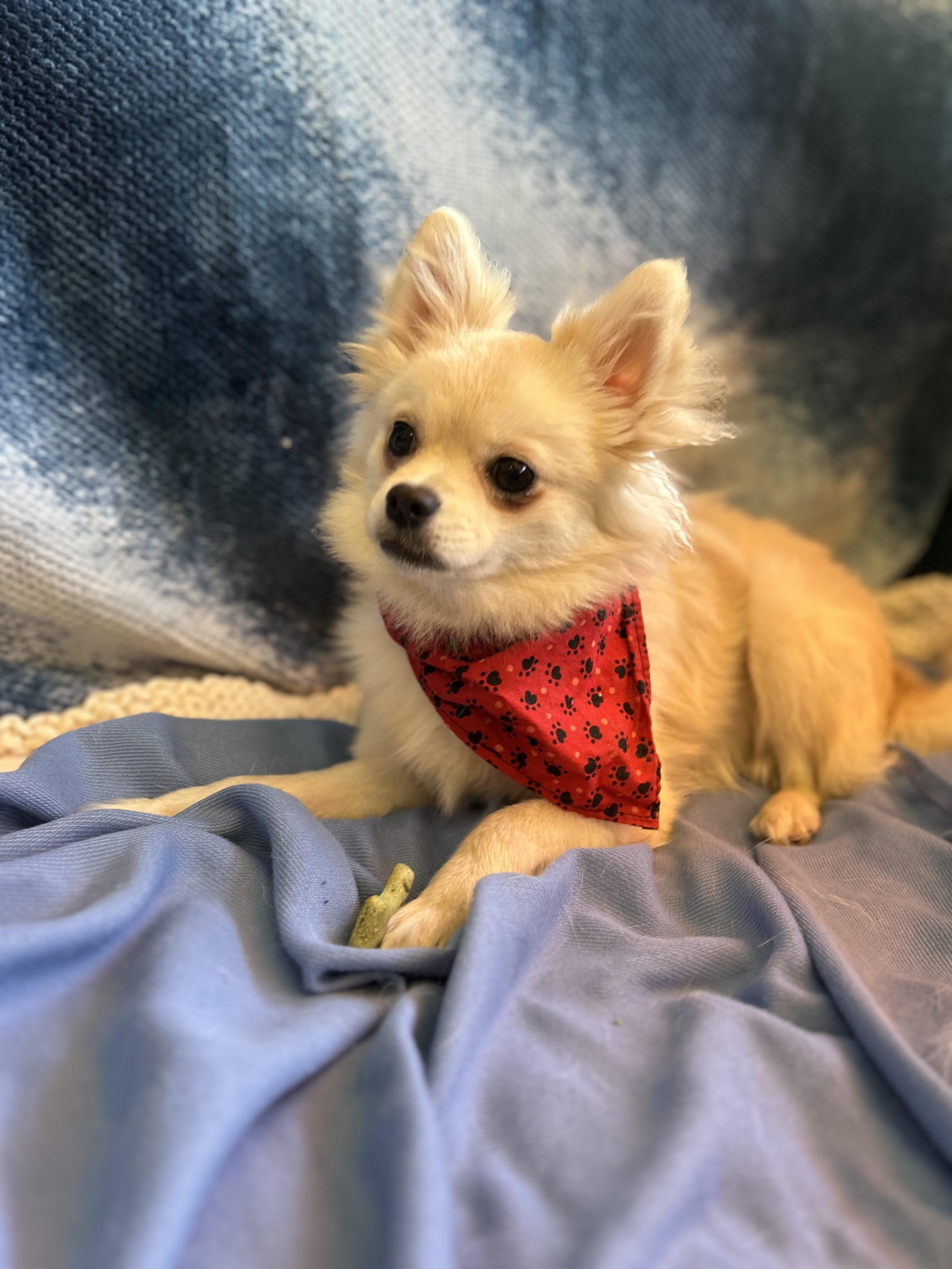Edward, adopted, Adult Male Chihuahua.