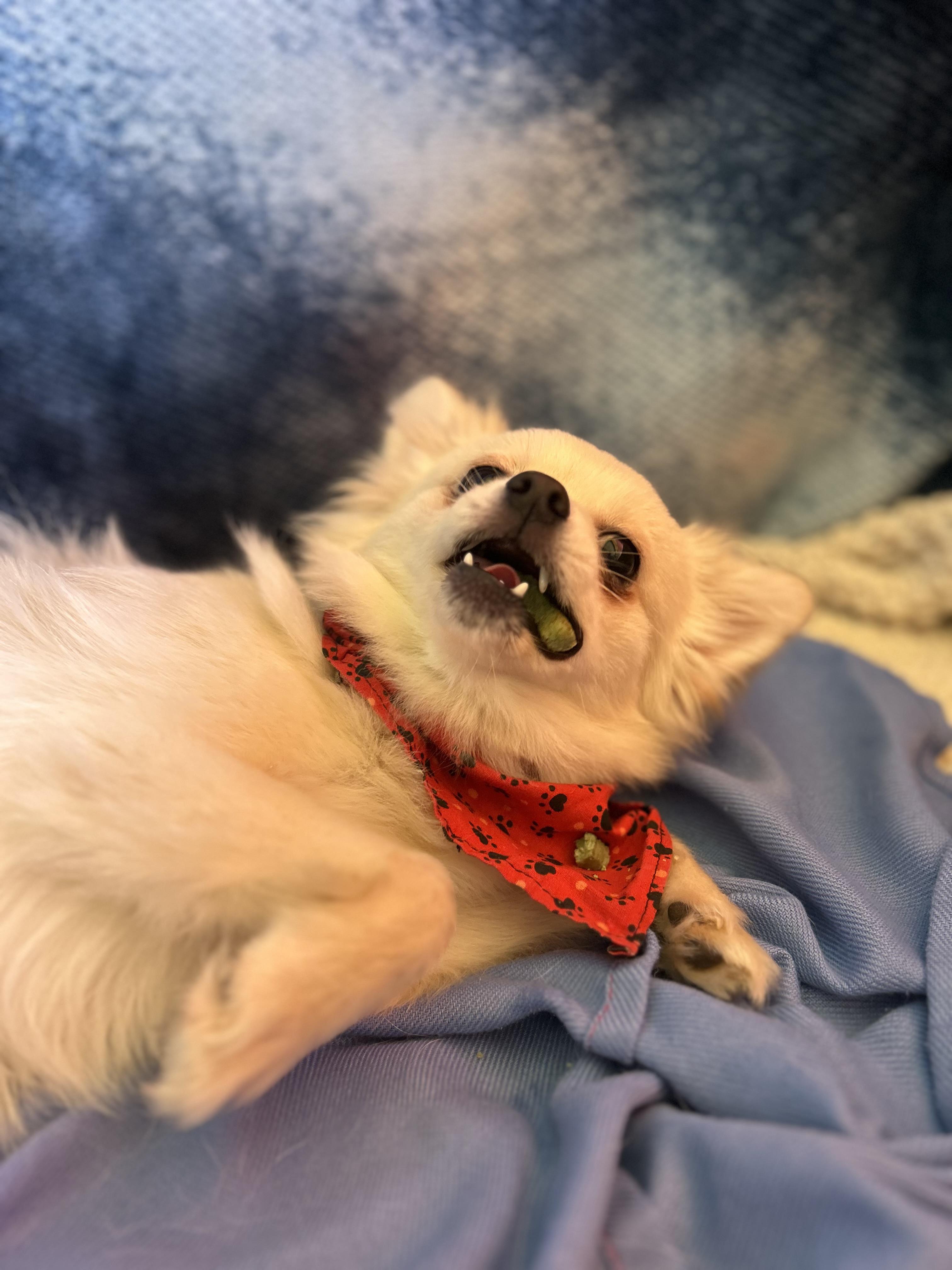 Edward, an adopted Chihuahua in Madison Heights, MI image 3/4