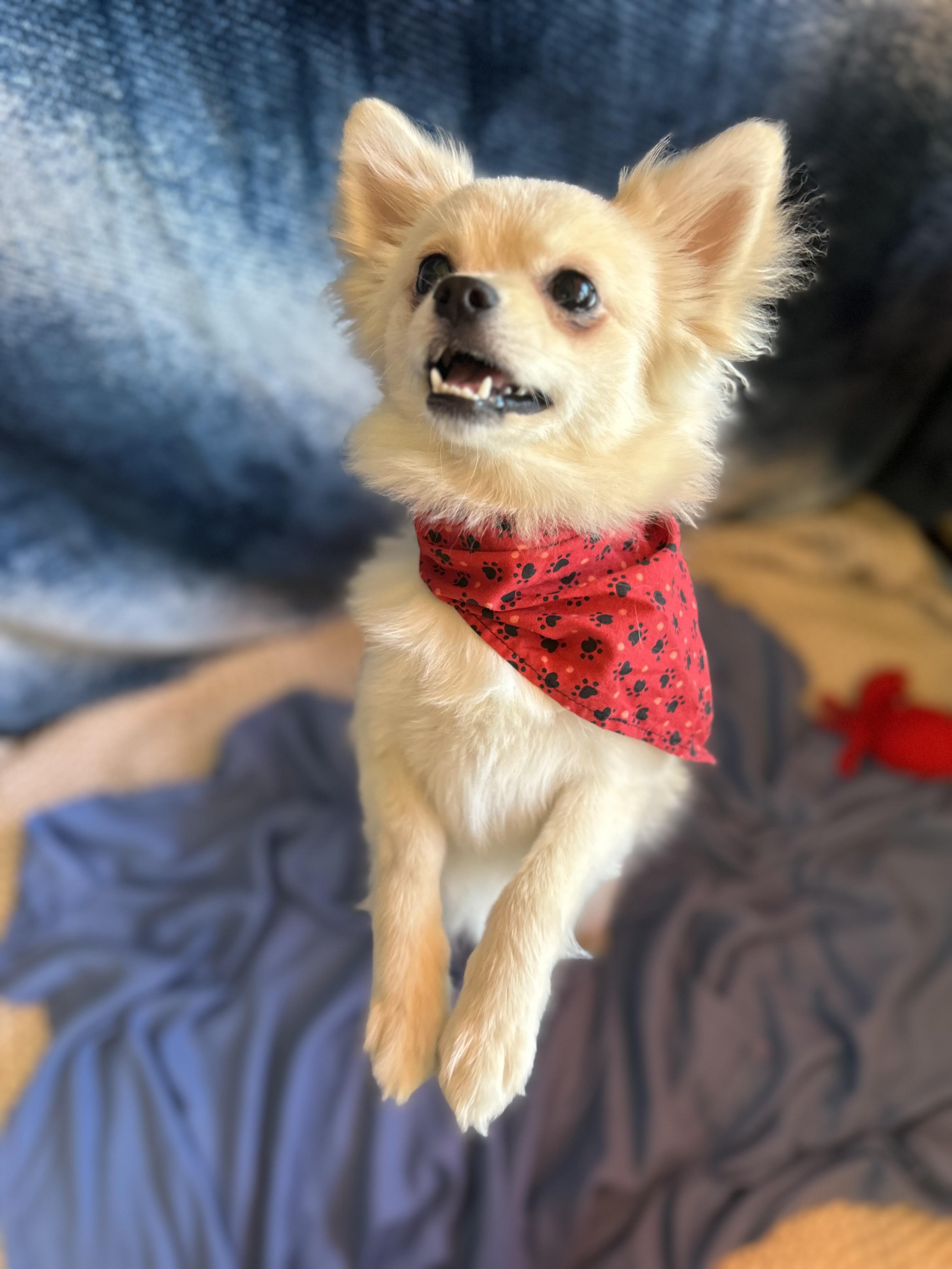 Edward, an adopted Chihuahua in Madison Heights, MI image 4/4