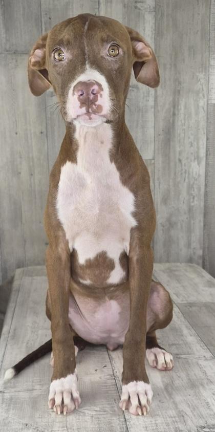 Charm, Adoptable, Adult Female Mixed Breed & Mixed Breed.