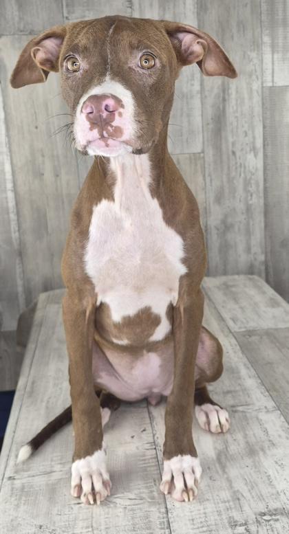 Enlarge Charm, a Adoptable mixed breed in Shreveport, LA image 2/2