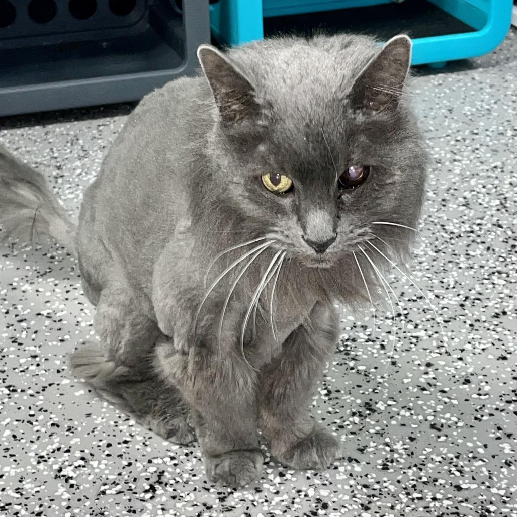 Enlarge Graysee, a Adoptable Domestic Medium Hair in Henderson, NV image 1/4