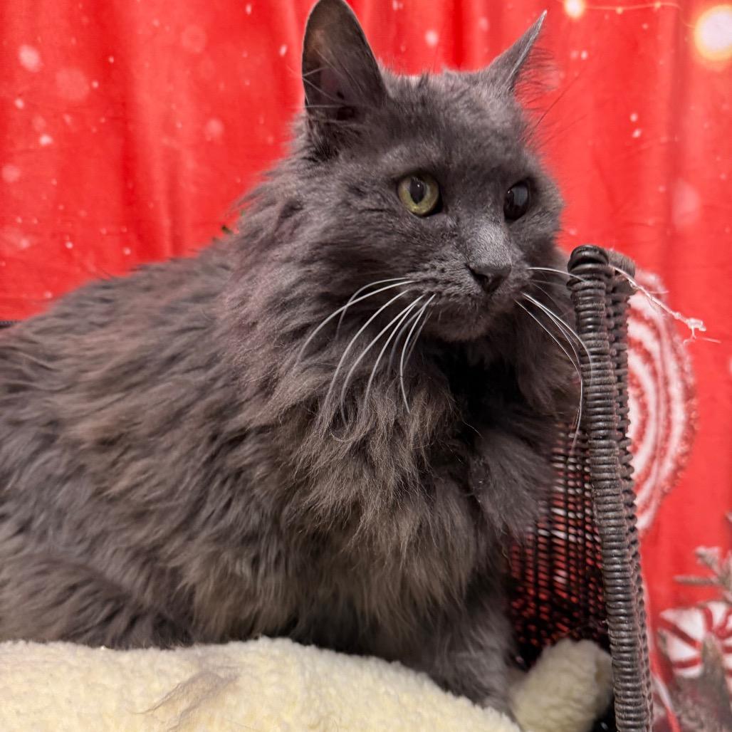 Grayson, Adoptable, Senior Female Domestic Medium Hair.