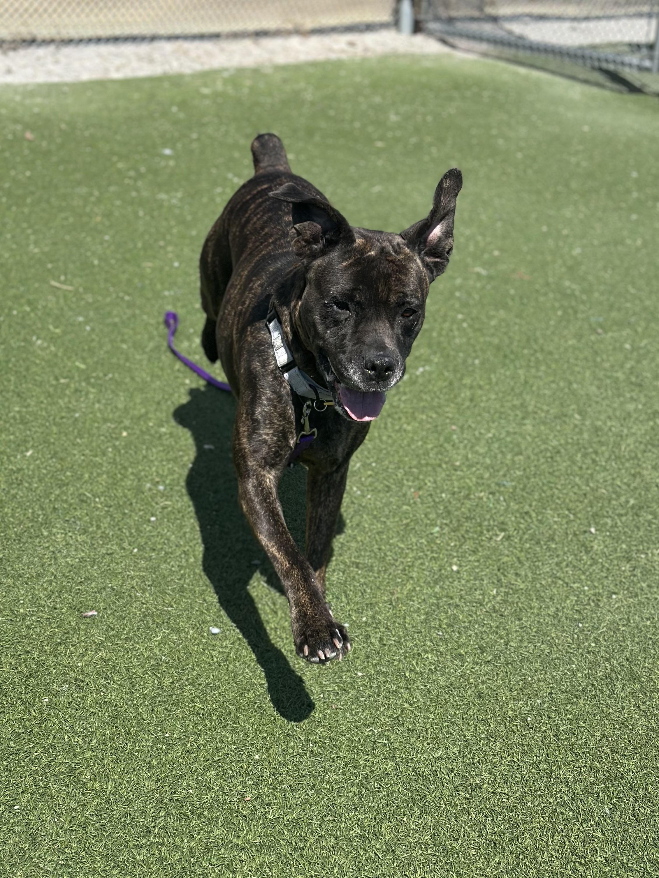 Enlarge Martha, a ADOPTABLE mixed breed in Cleveland, OH image 6/6