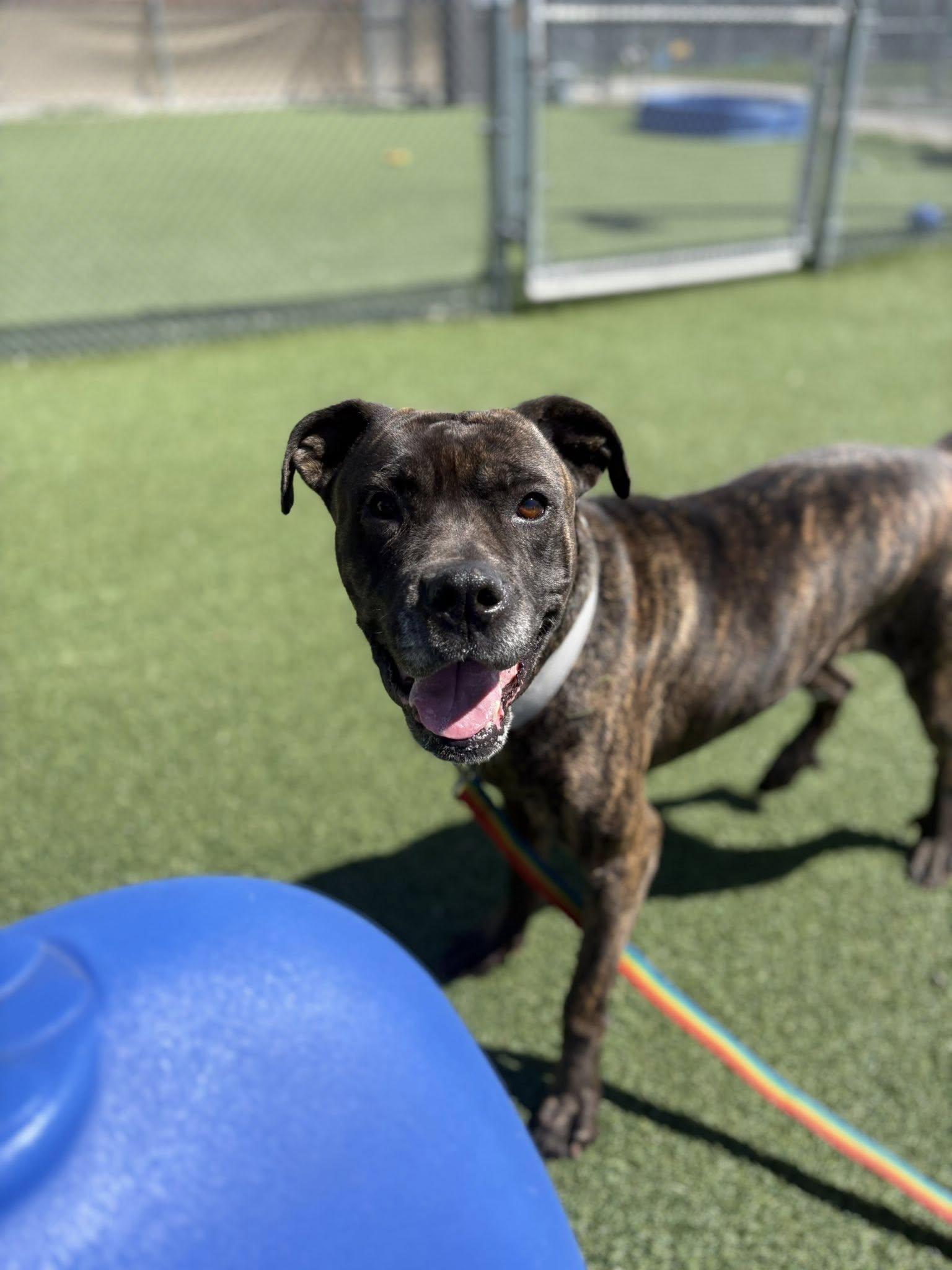 Enlarge Martha, a ADOPTABLE mixed breed in Cleveland, OH image 1/6