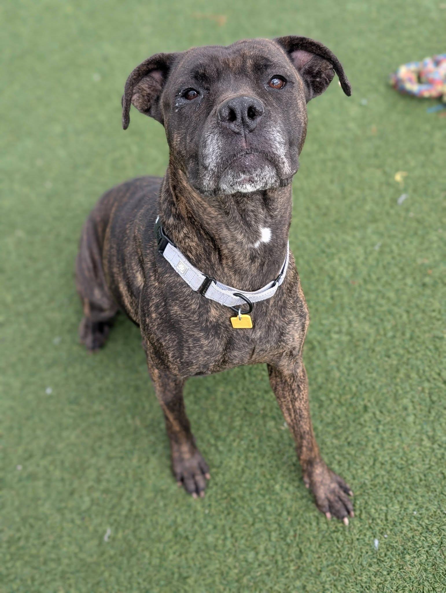 Enlarge Martha, a ADOPTABLE mixed breed in Cleveland, OH image 3/6