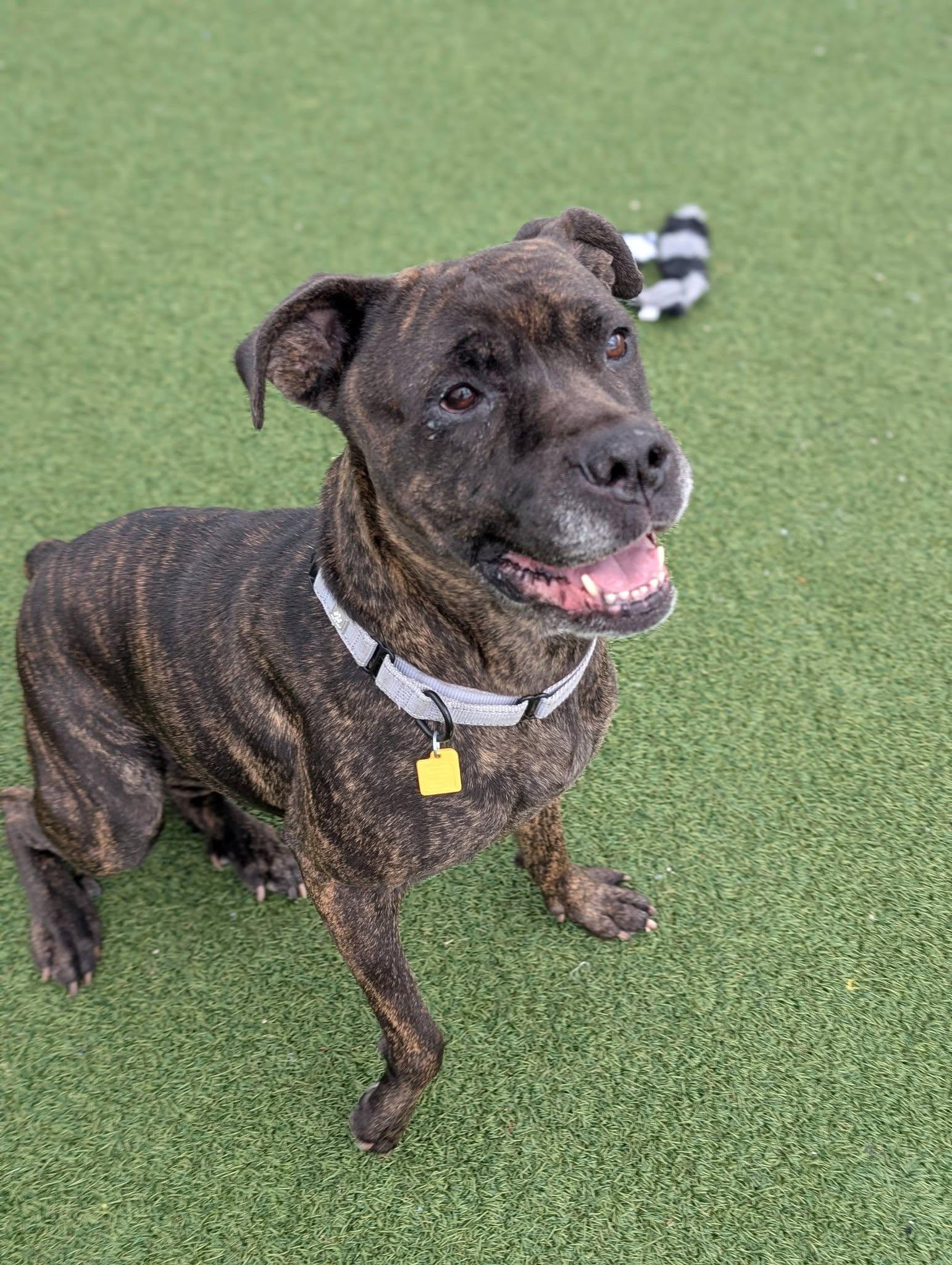 Enlarge Martha, a ADOPTABLE mixed breed in Cleveland, OH image 2/6