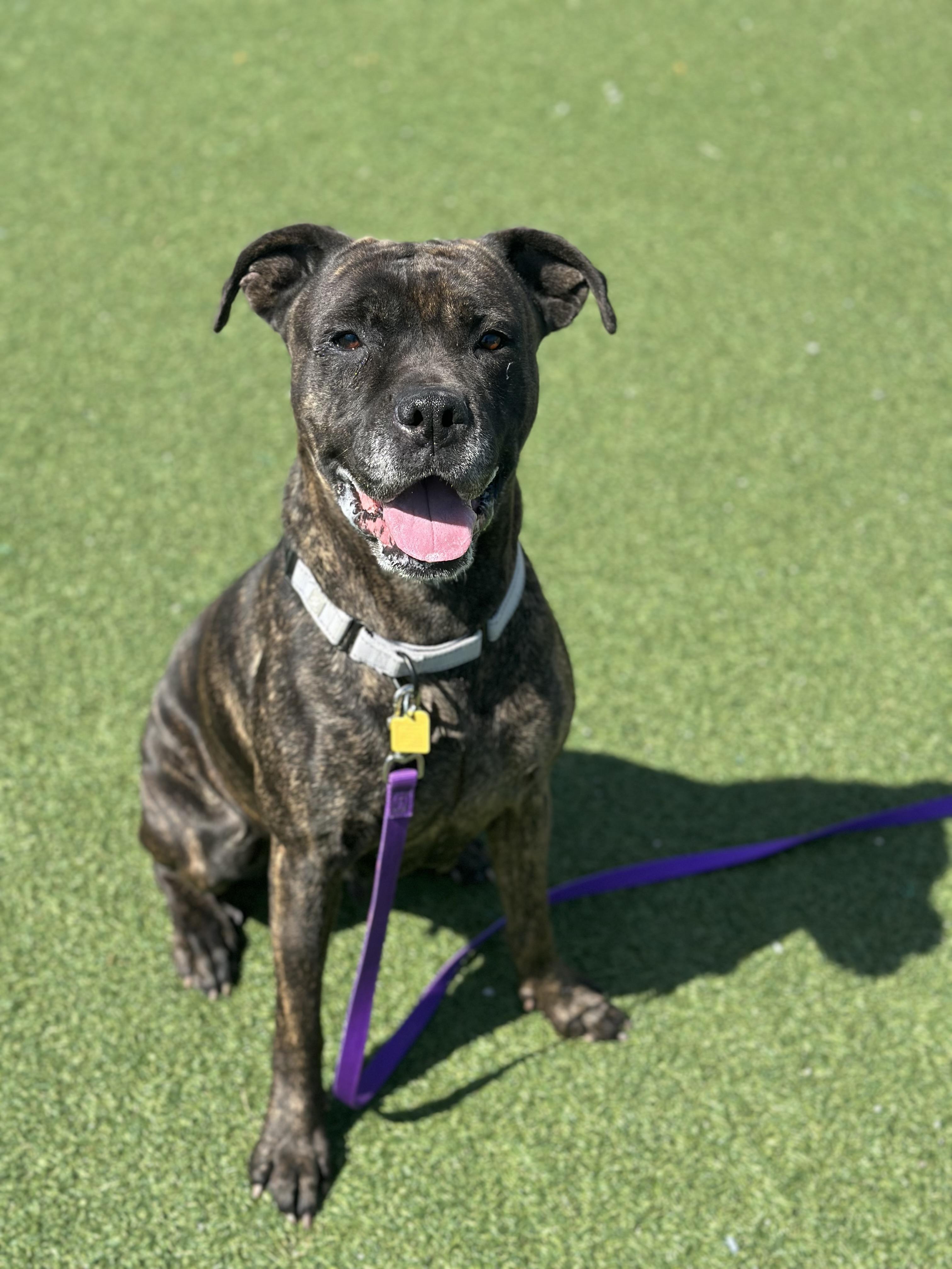 Enlarge Martha, a ADOPTABLE mixed breed in Cleveland, OH image 5/6