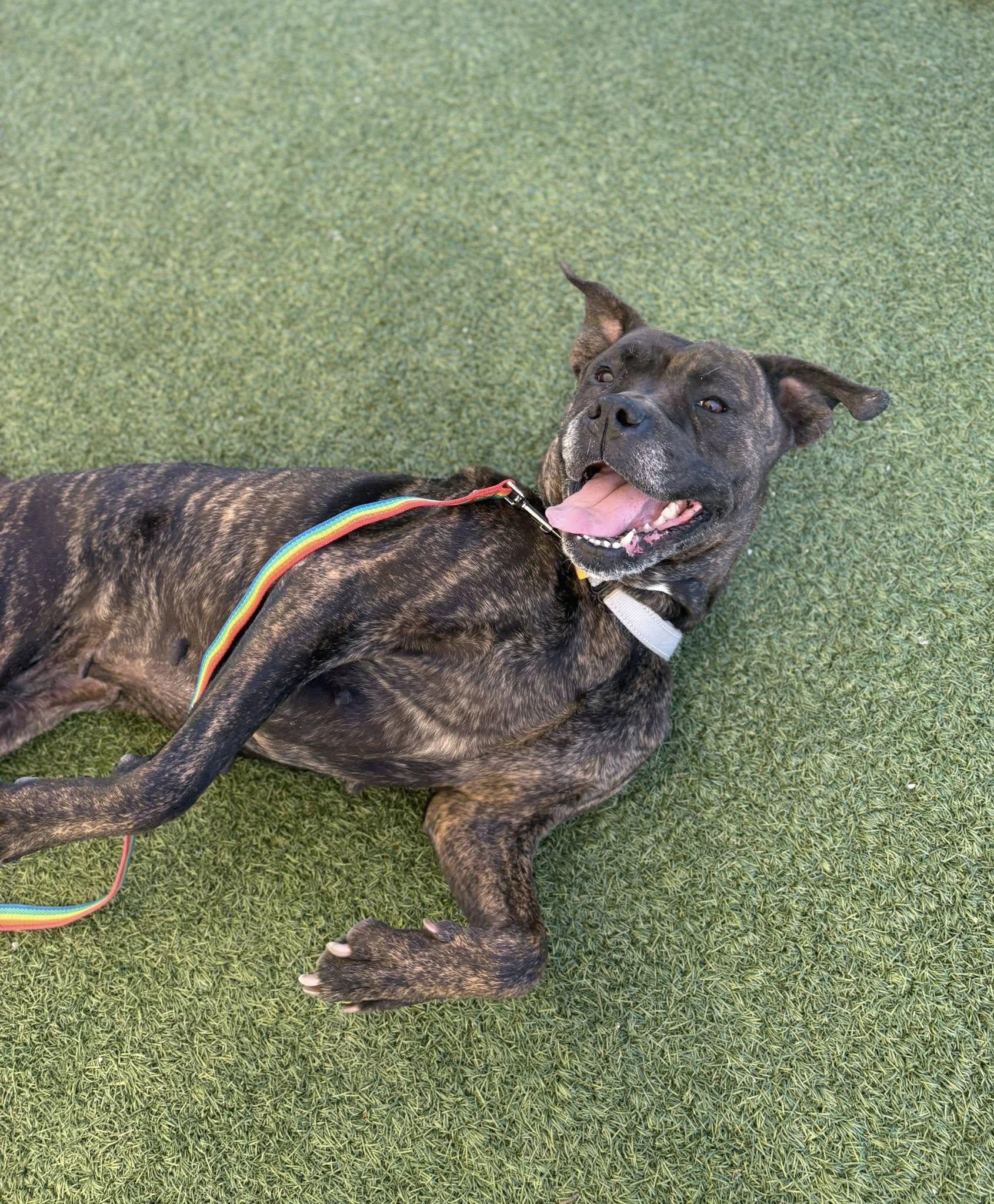 Enlarge Martha, a ADOPTABLE mixed breed in Cleveland, OH image 6/6