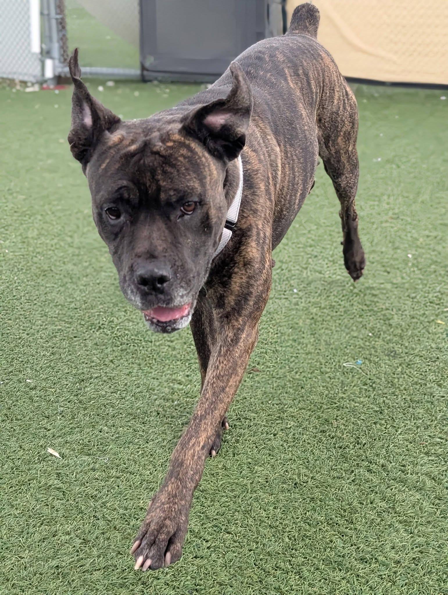 Enlarge Martha, a ADOPTABLE mixed breed in Cleveland, OH image 4/6