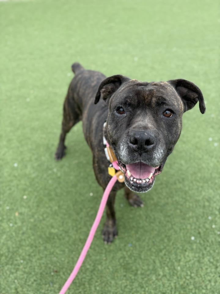 Enlarge Martha, a ADOPTABLE mixed breed in Cleveland, OH image 1/6
