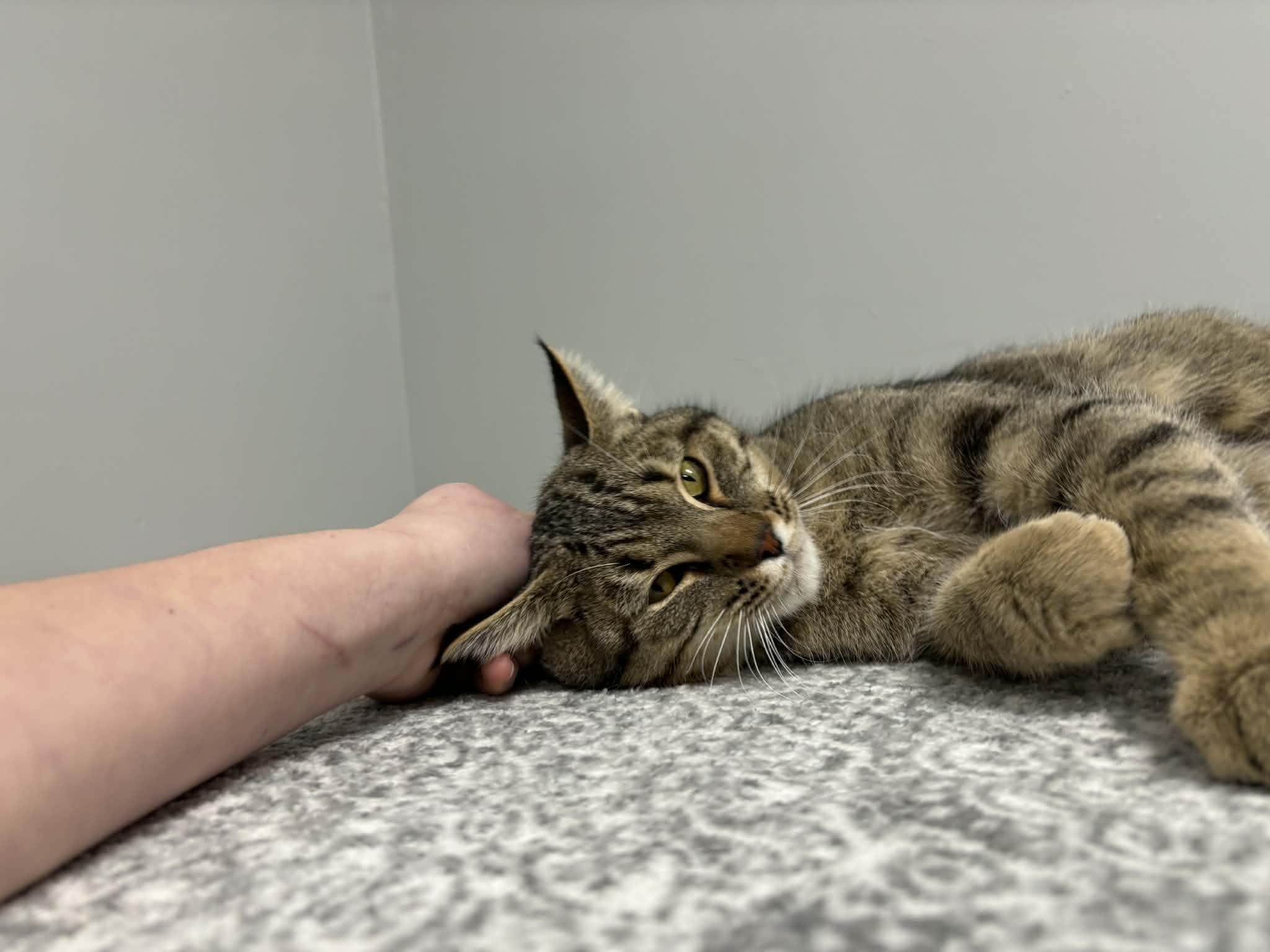 Whispie - Pet Supplies Plus - Lafayette, a Adoptable Domestic Short Hair in Frankfort, IN image 2/5