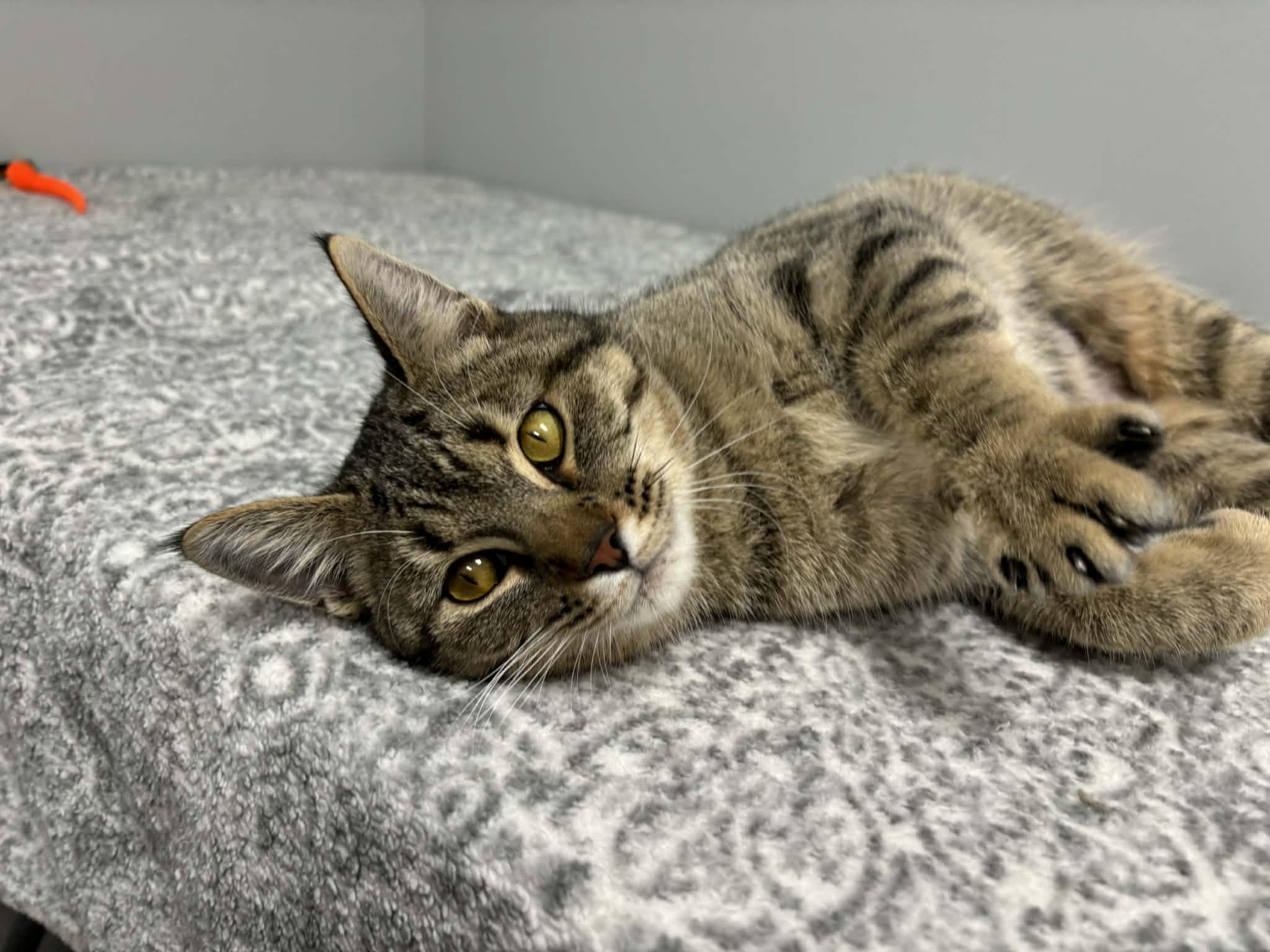 Whispie - Pet Supplies Plus - Lafayette, a Adoptable Domestic Short Hair in Frankfort, IN image 3/5