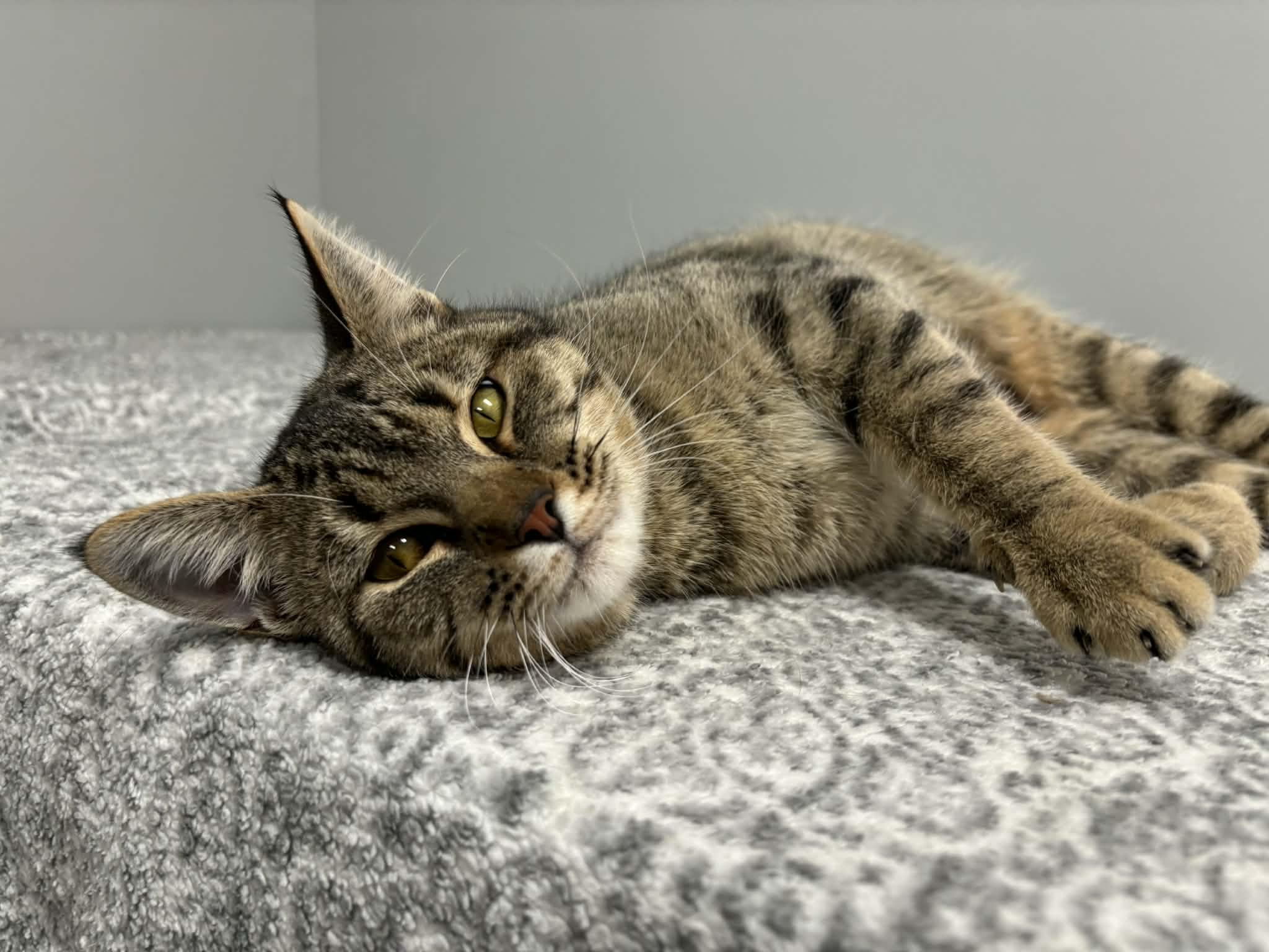 Whispie - Pet Supplies Plus - Lafayette, Adoptable, Young Male Domestic Short Hair.