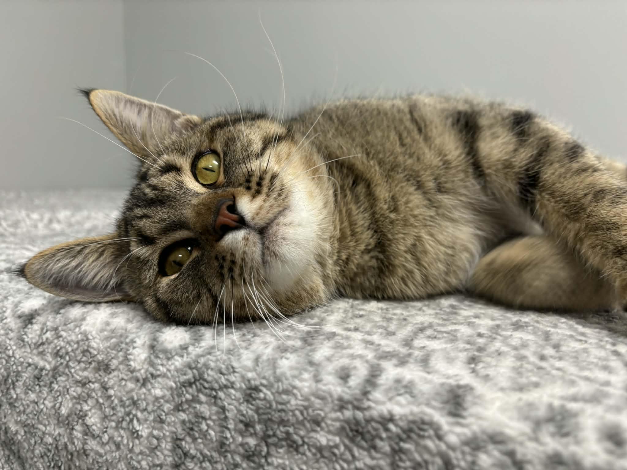 Whispie - Pet Supplies Plus - Lafayette, a Adoptable Domestic Short Hair in Frankfort, IN image 4/5