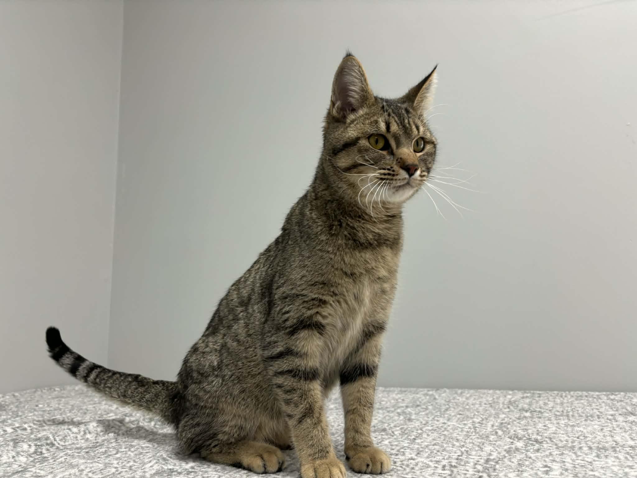 Whispie - Pet Supplies Plus - Lafayette, a Adoptable Domestic Short Hair in Frankfort, IN image 5/5