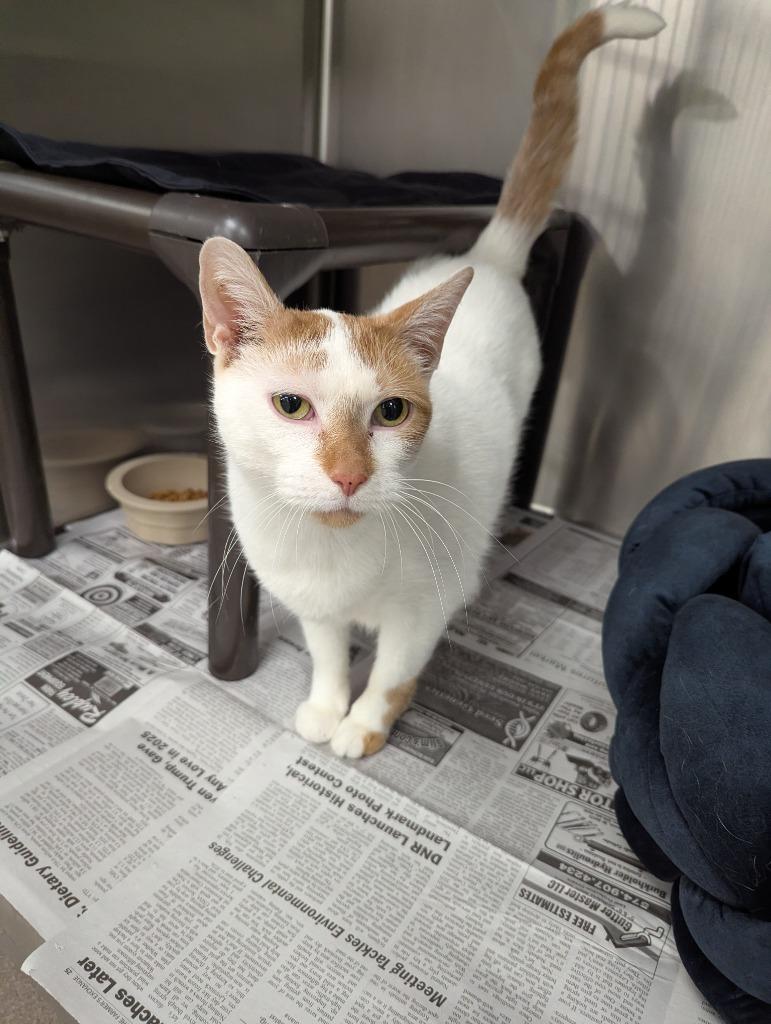 Enlarge Morton, a Adoptable mixed breed in La Porte, IN image 1/3